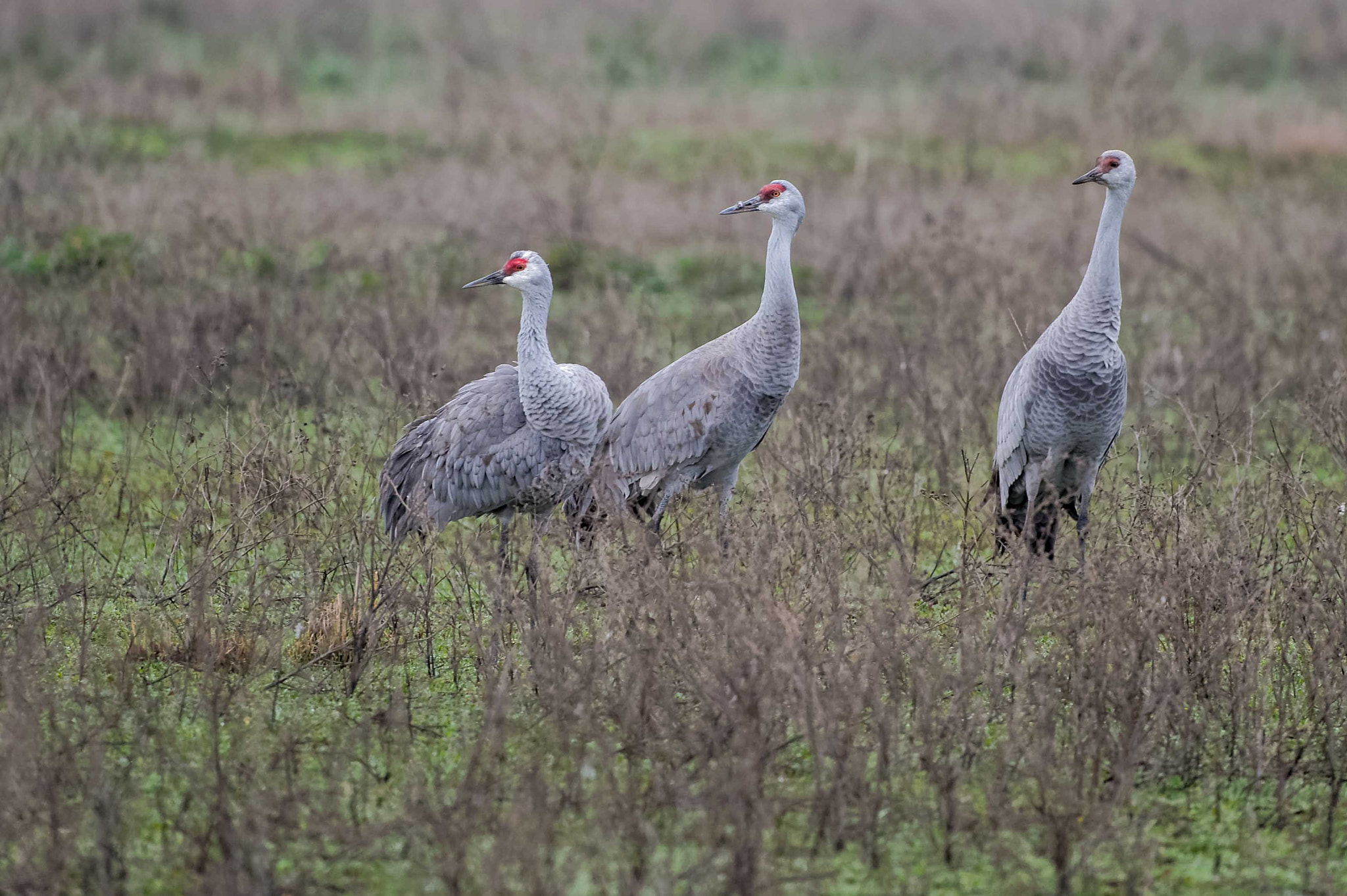 Nikon D4S + Sigma 150-600mm F5-6.3 DG OS HSM | S sample photo. Sandhill crane family photography