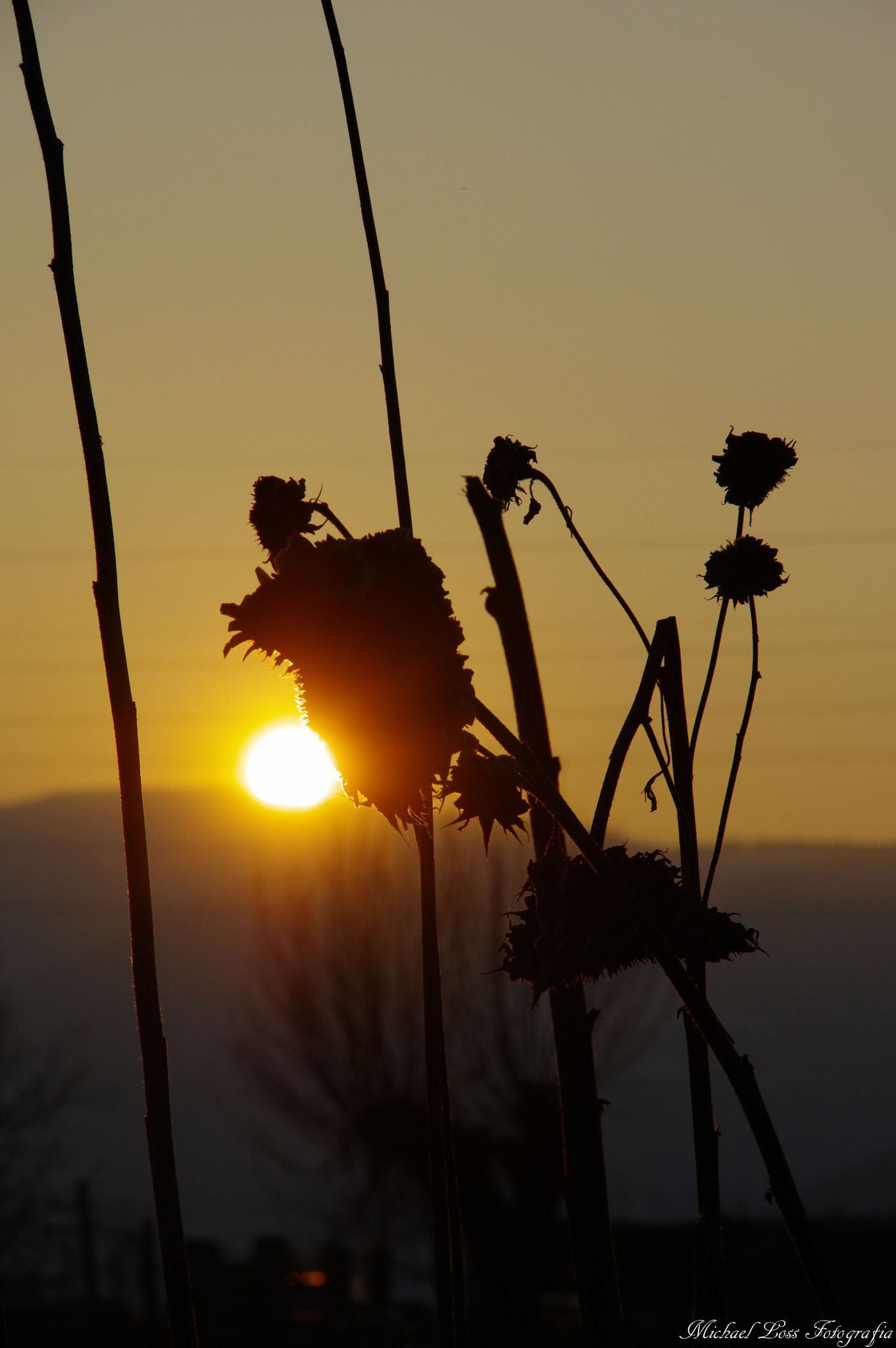 Pentax K-3 II sample photo