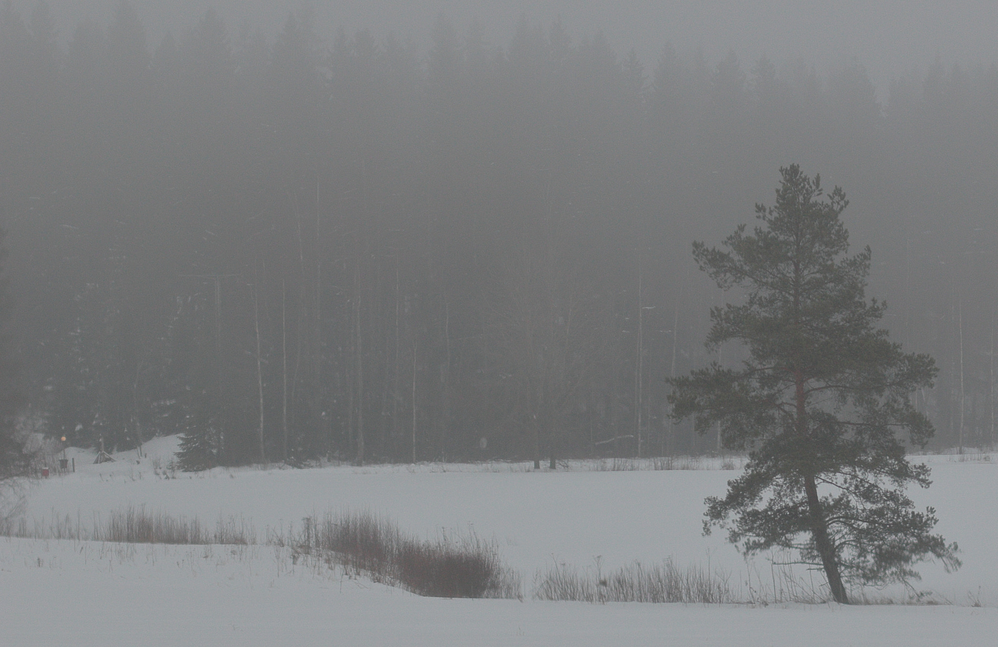 Canon EOS 550D (EOS Rebel T2i / EOS Kiss X4) sample photo. Pine in fog photography