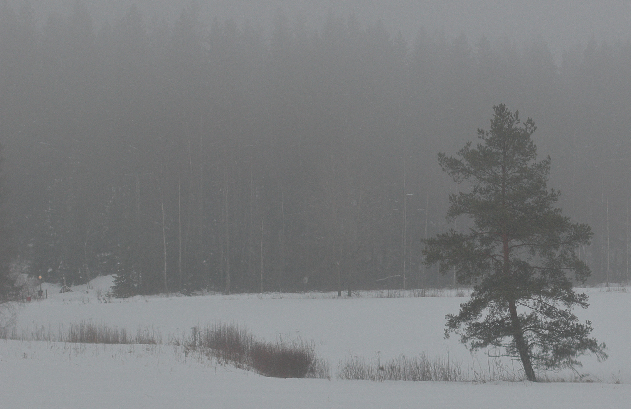 Canon EOS 550D (EOS Rebel T2i / EOS Kiss X4) + Canon EF 50mm F1.4 USM sample photo. Pine in fog photography