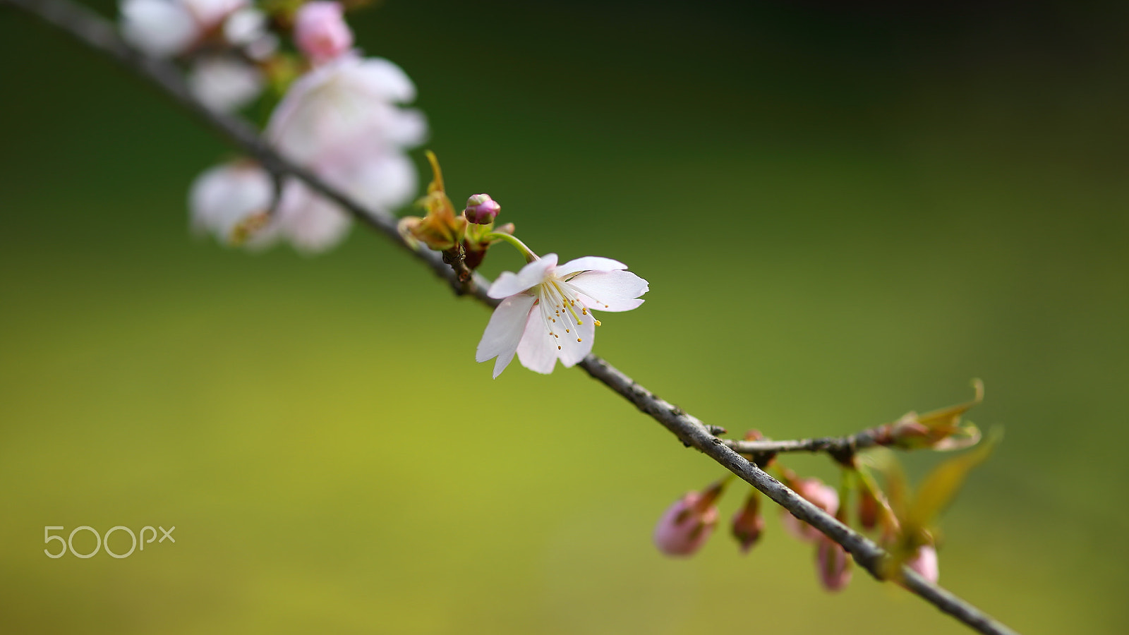 ZEISS Milvus 100mm F2 Macro sample photo. 樱花 photography