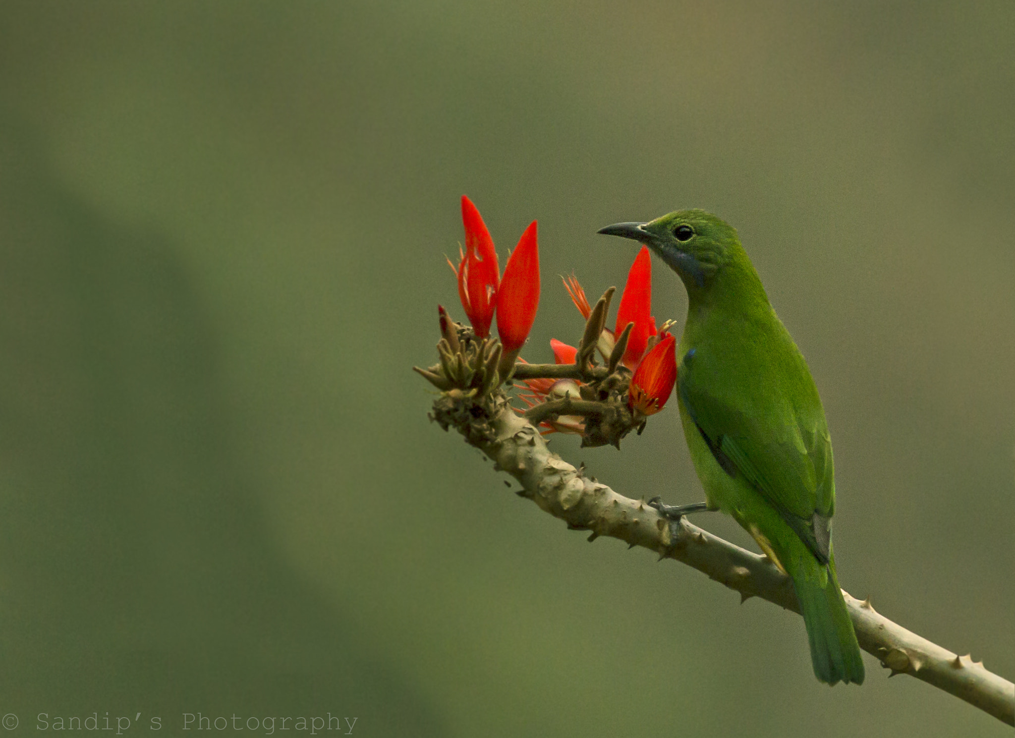 Canon EOS 600D (Rebel EOS T3i / EOS Kiss X5) + Canon EF 400mm F5.6L USM sample photo. Green leaf bird..... photography