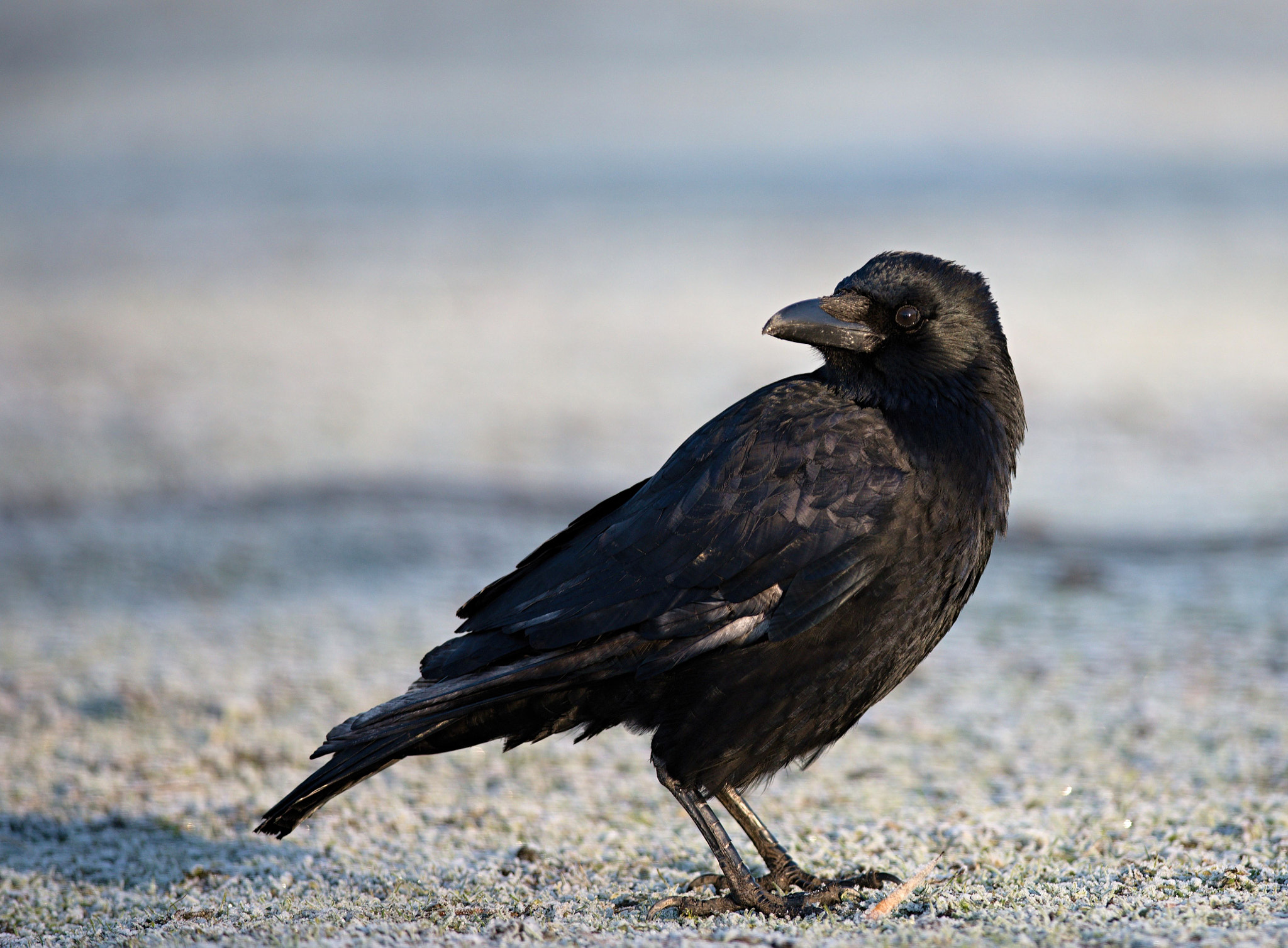 Nikon D610 + Nikon AF-S Nikkor 300mm F4D ED-IF sample photo. Common raven photography