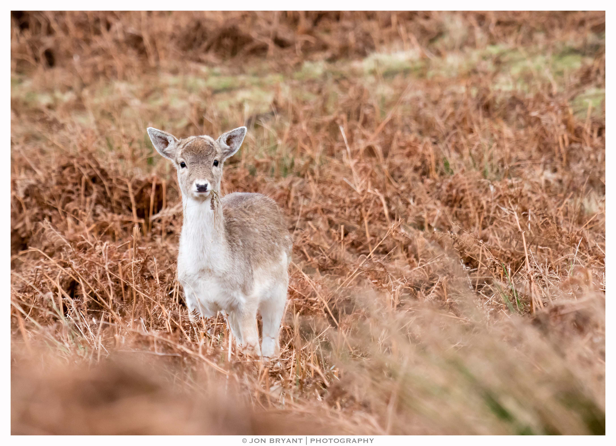 Panasonic Lumix DMC-GH4 + LEICA DG 100-400/F4.0-6.3 sample photo. Young fallow deer photography