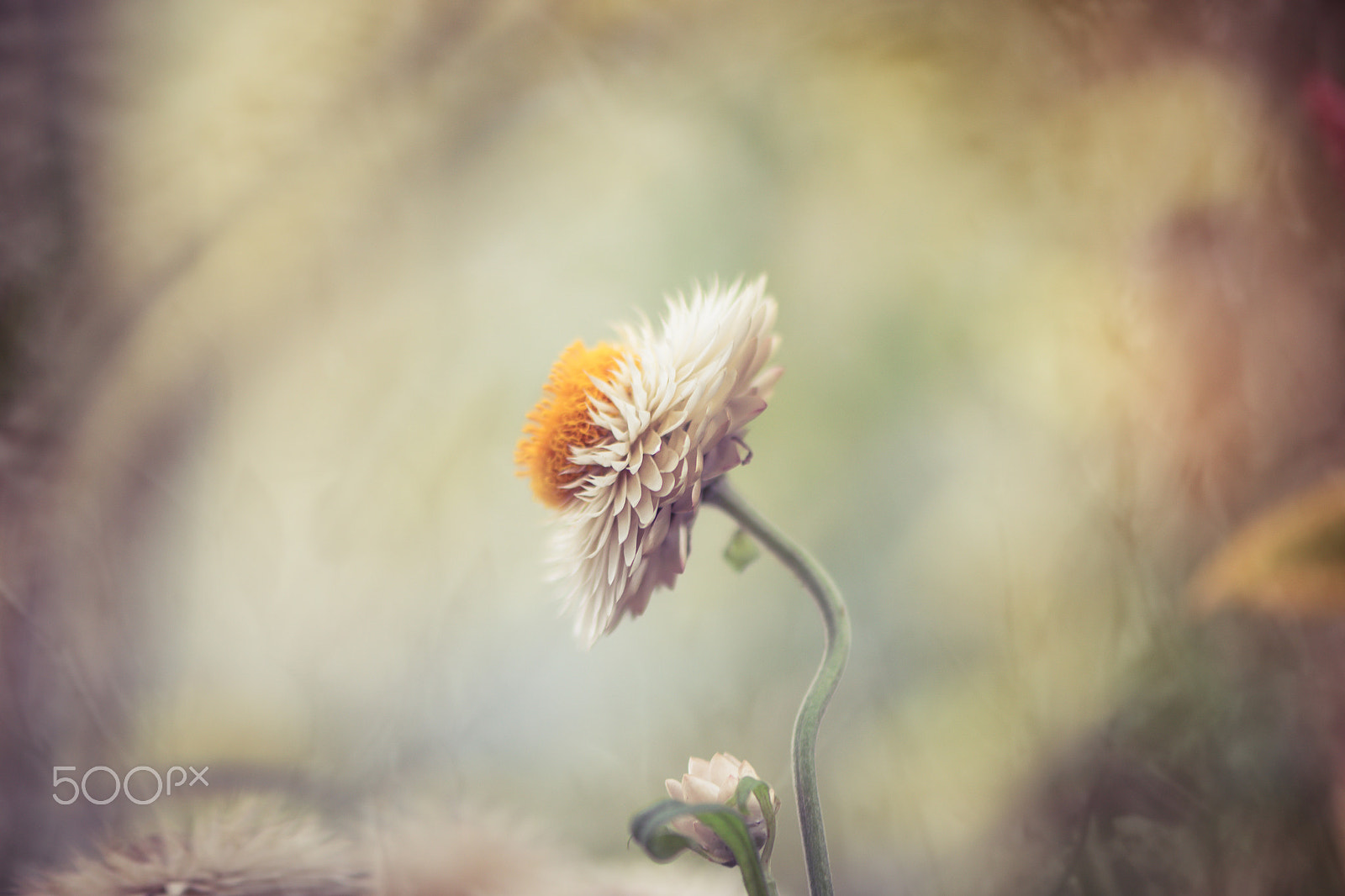 Nikon AF-S Micro-Nikkor 105mm F2.8G IF-ED VR sample photo. Hope photography