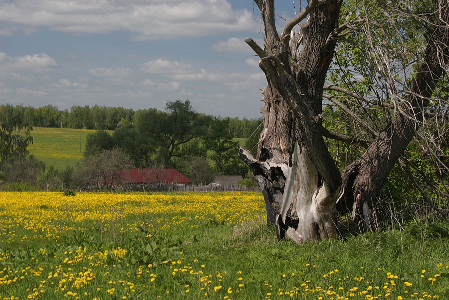 Pentax K110D sample photo. Old tree. photography