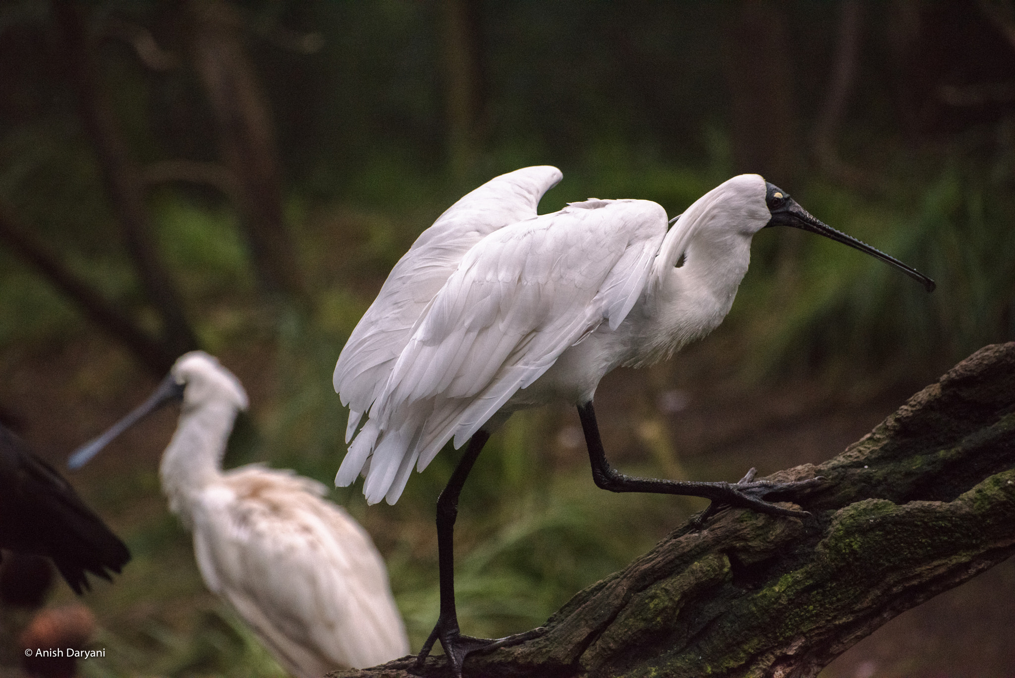 Nikon D810 sample photo. Spoonbills can have side profiles as well! photography