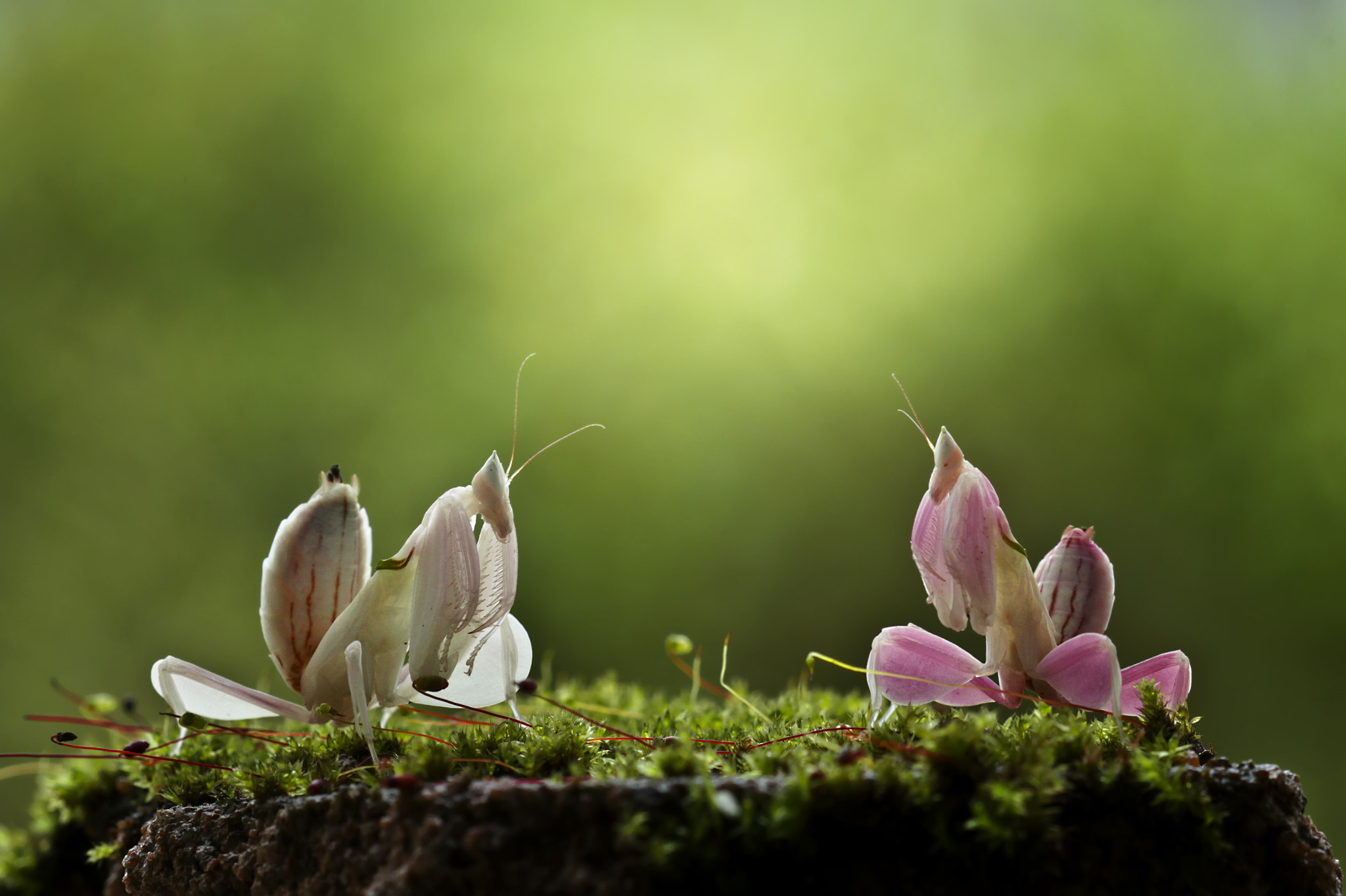 Canon EOS 7D + Canon EF 100mm F2.8 Macro USM sample photo. Orchid mantis white vs pinkky photography