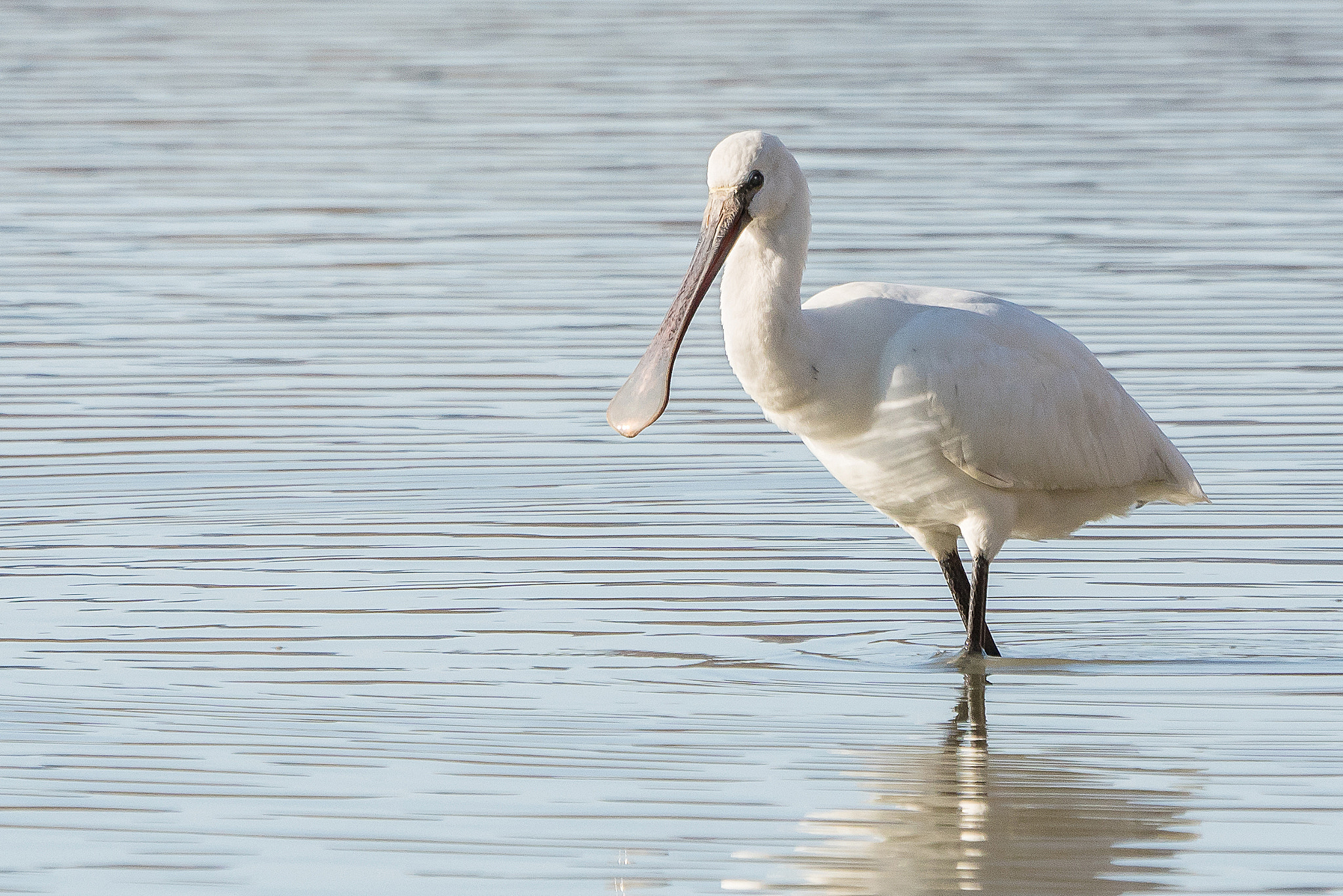 Sony 70-400mm F4-5.6 G SSM II sample photo. Platalea leucorodia photography