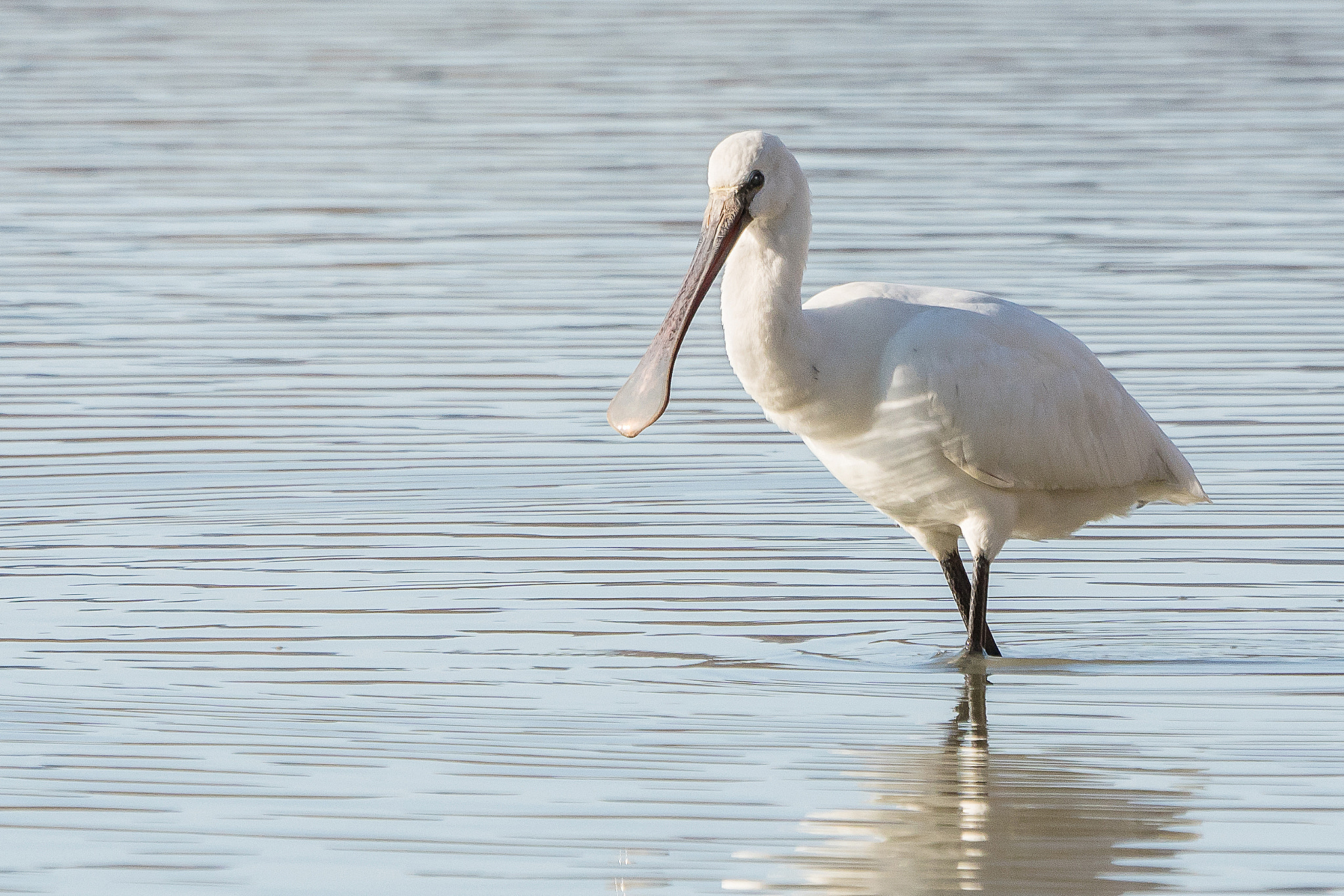 Sony ILCA-77M2 sample photo. Platalea leucorodia photography