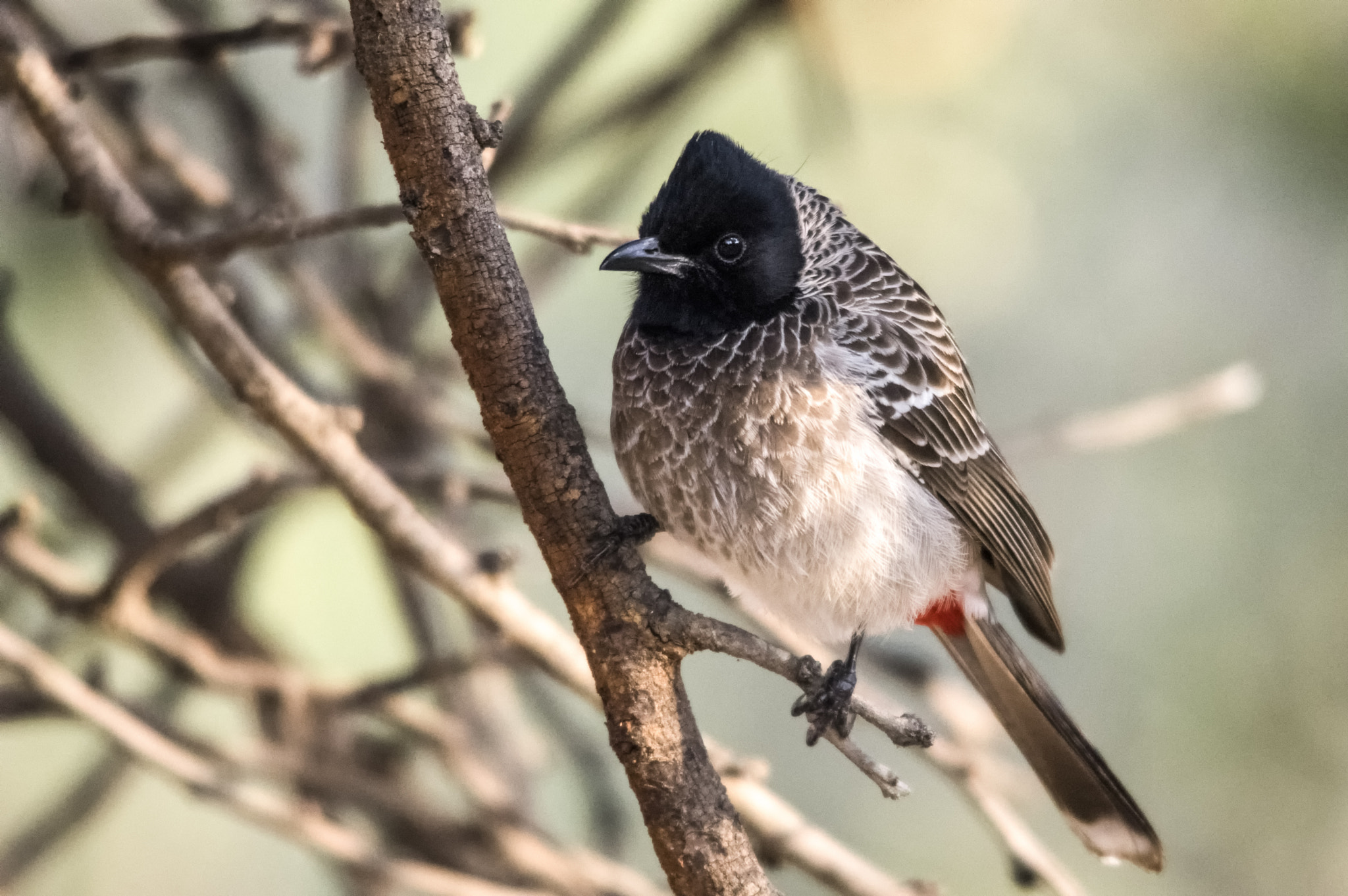 Sigma 150-500mm F5-6.3 DG OS HSM sample photo. Ranthambore national park photography