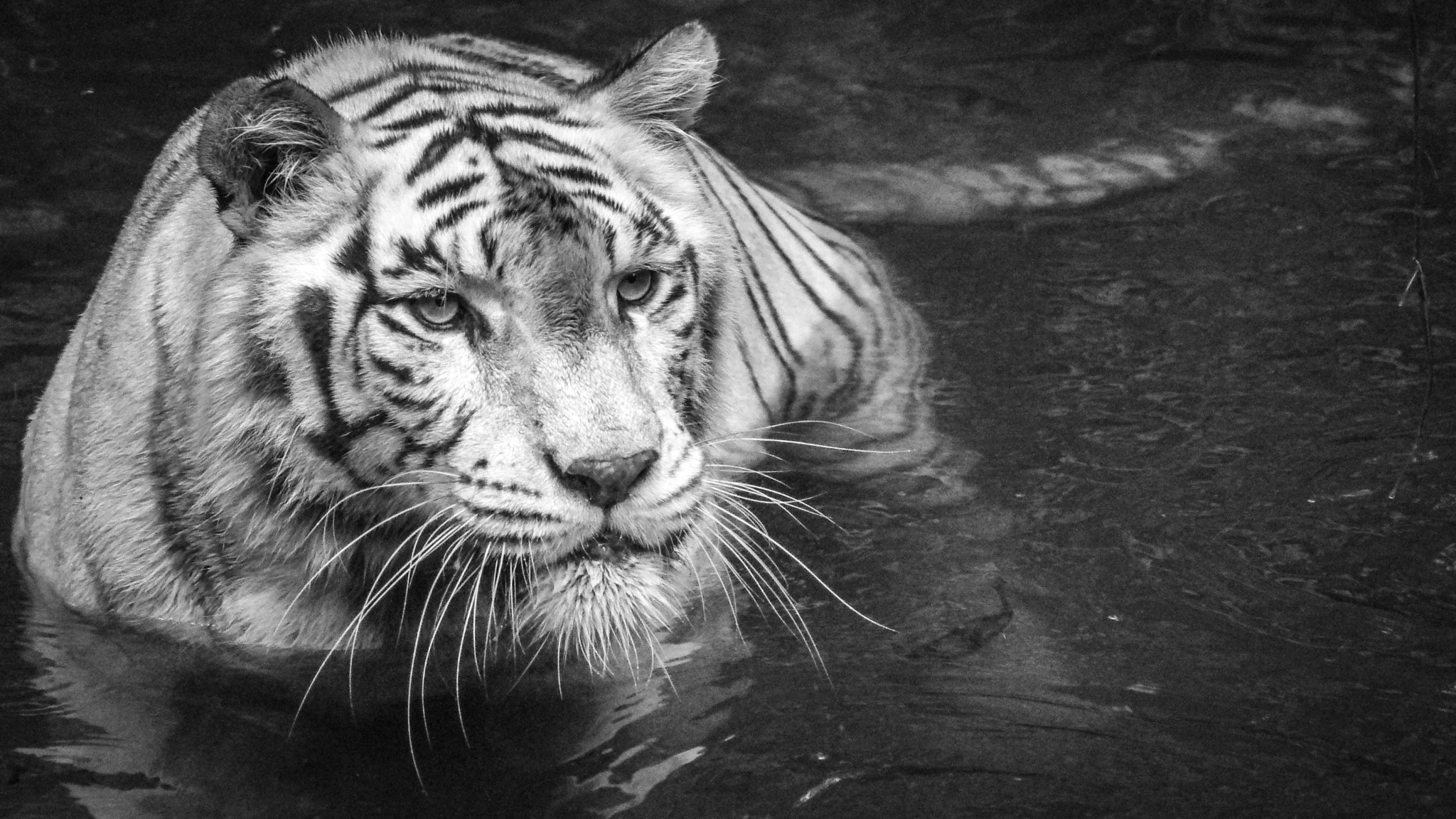 Pentax K-r + Tamron AF 70-300mm F4-5.6 LD Macro 1:2 sample photo. White tiger photography