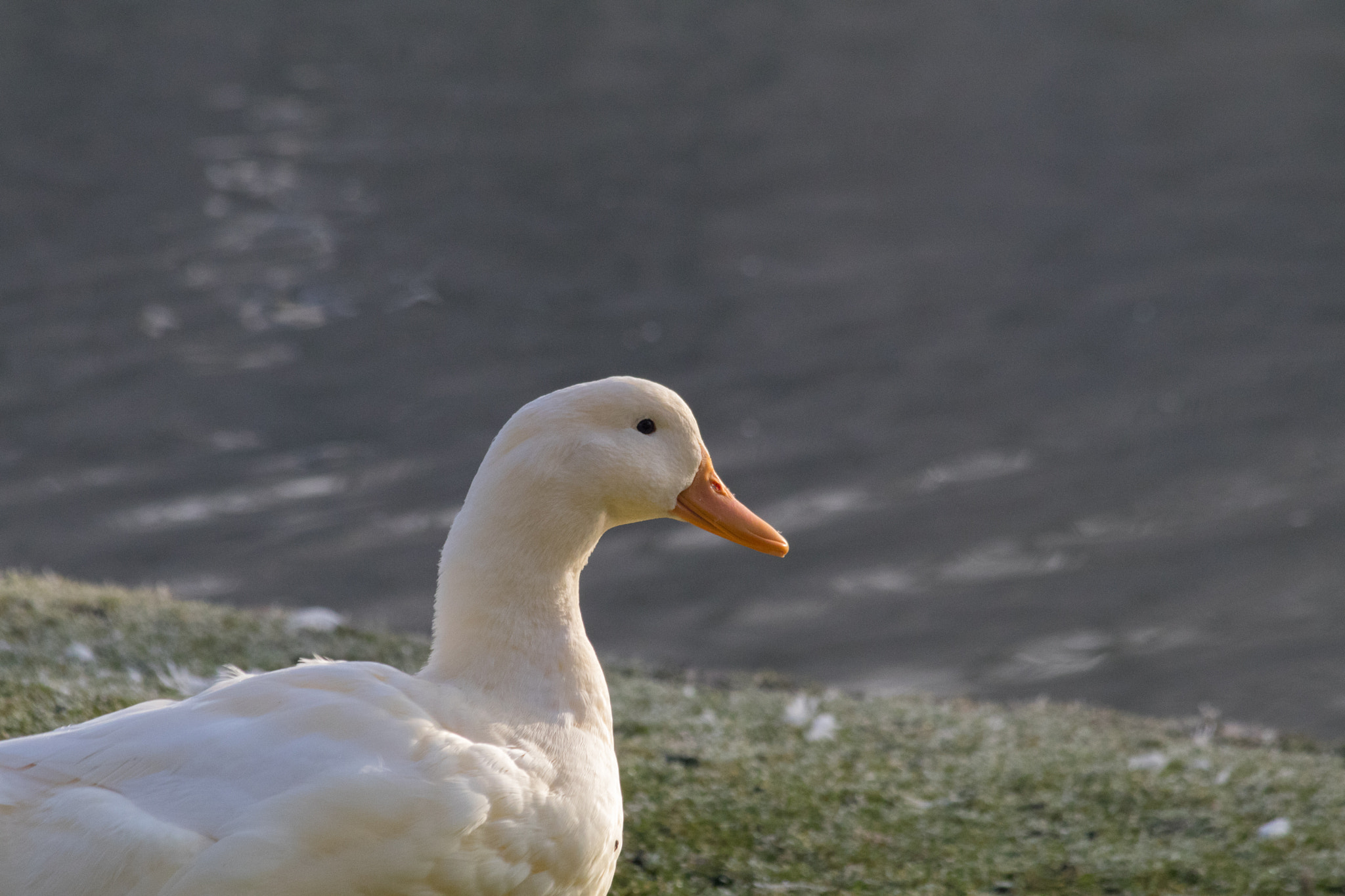 Canon EF 70-300mm F4-5.6 IS USM sample photo. Duck photography