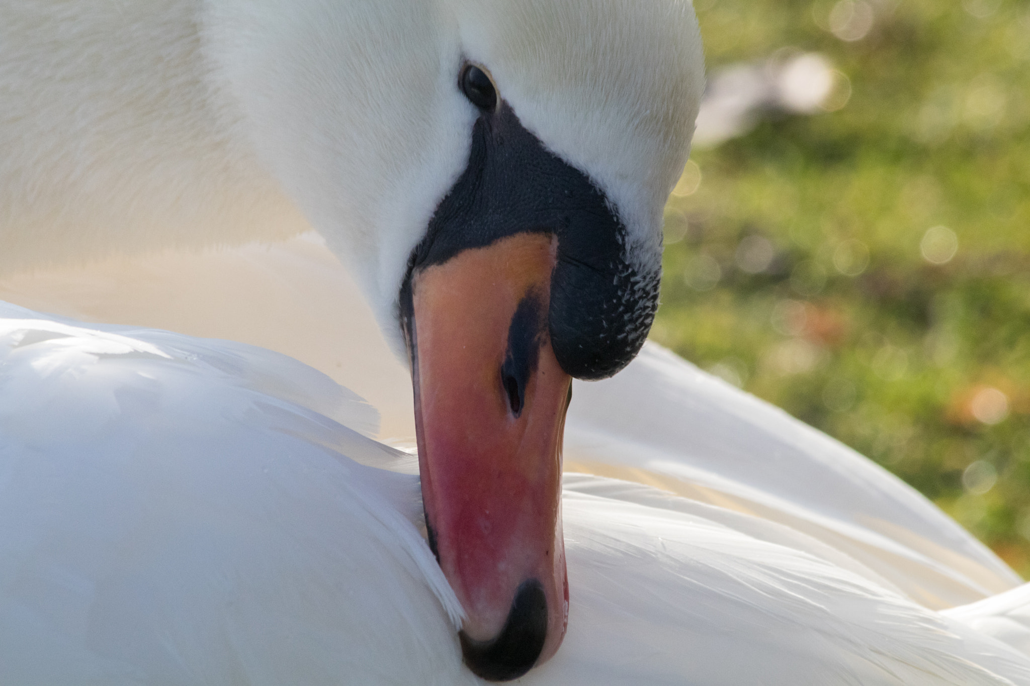 Canon EF 70-300mm F4-5.6 IS USM sample photo. Swan photography