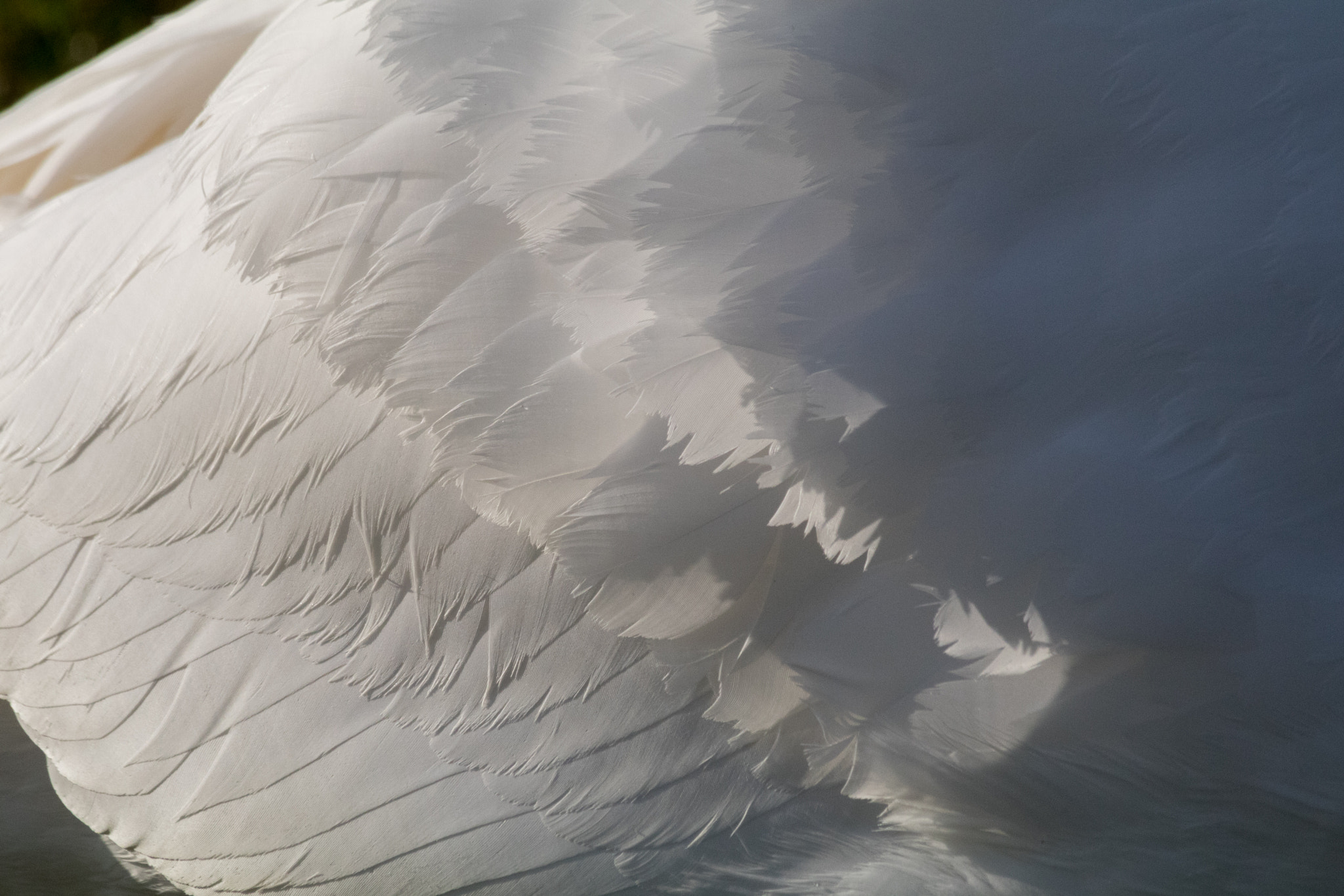Canon EF 70-300mm F4-5.6 IS USM sample photo. Swan photography