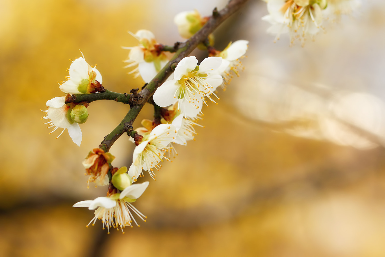 Canon EOS-1D Mark IV sample photo. Just feel naure - prunus mume photography