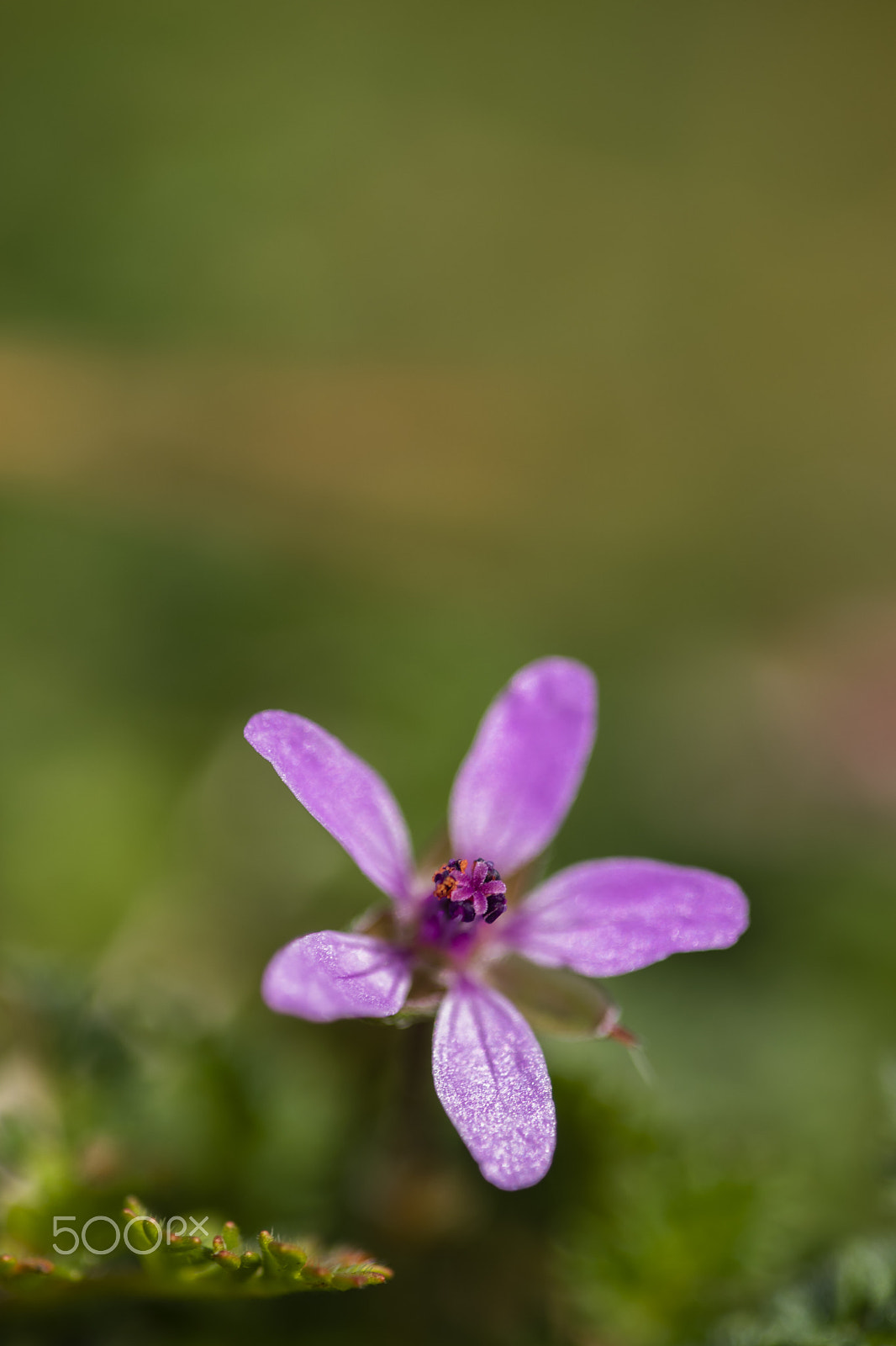 Sigma 150mm F2.8 EX DG Macro HSM sample photo. Pink beauty photography