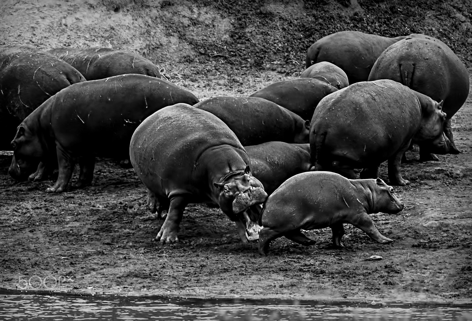 Nikon D5 sample photo. Misbehaving juvenile hippopotamus photography