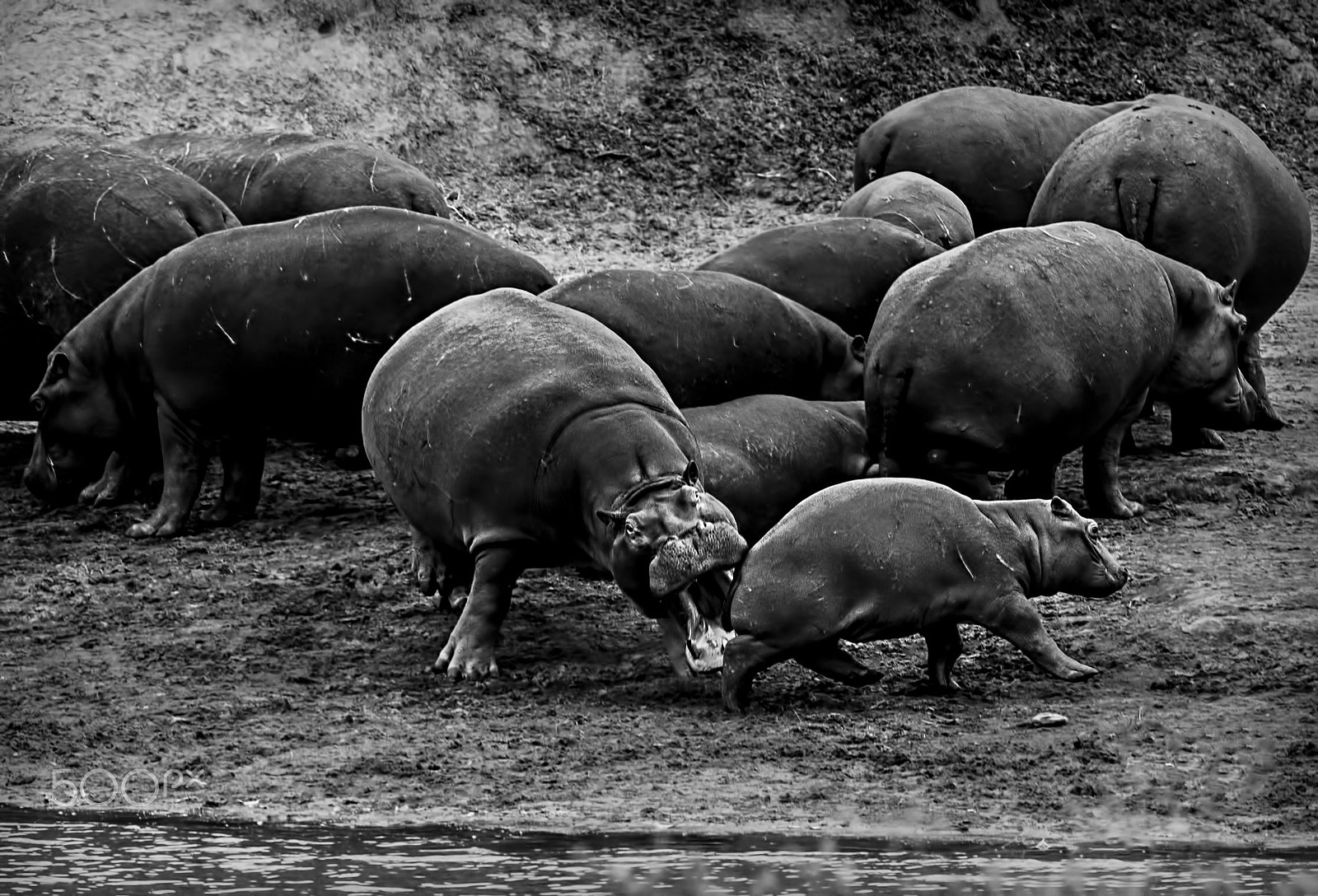 Nikon D5 + Nikon AF-S Nikkor 500mm F4G ED VR sample photo. Misbehaving juvenile hippopotamus photography