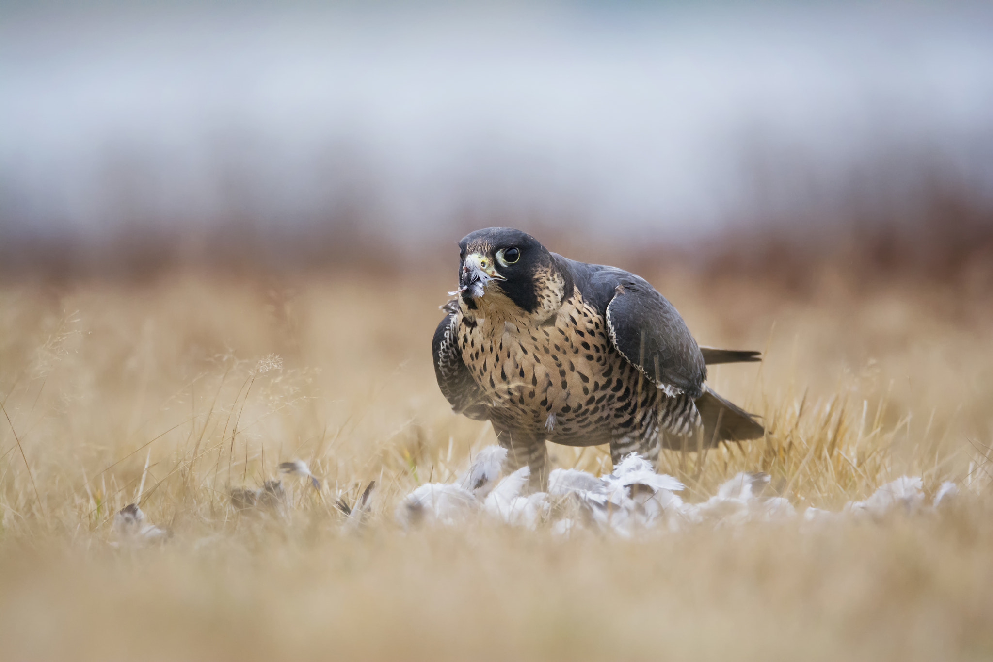 Nikon D7100 sample photo. Peregrine falcon photography