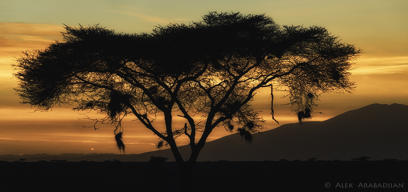 Nikon D5 sample photo. Good morning africa! photography