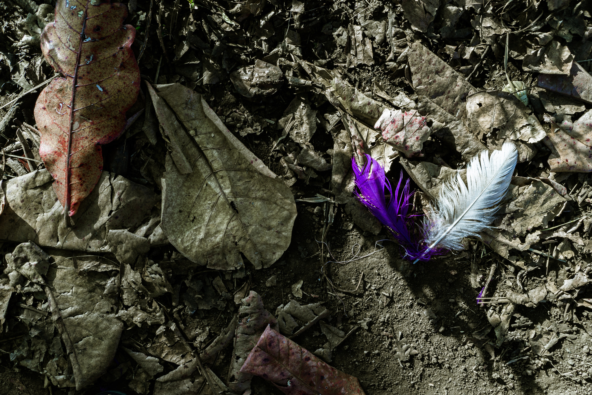 Sony FE 28mm F2 sample photo. 2 feathers photography