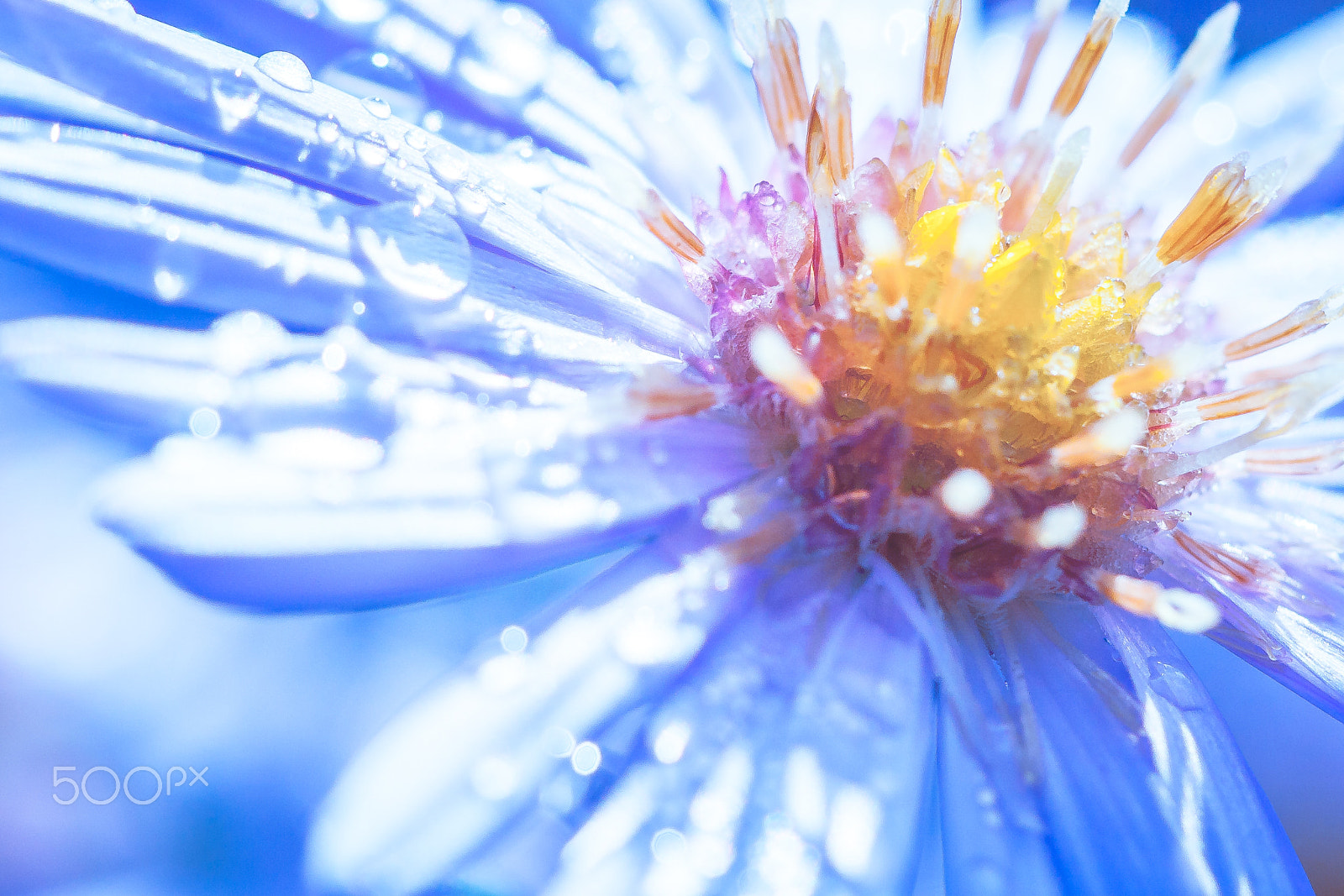 Canon EF 100mm F2.8 Macro USM sample photo. Dew photography