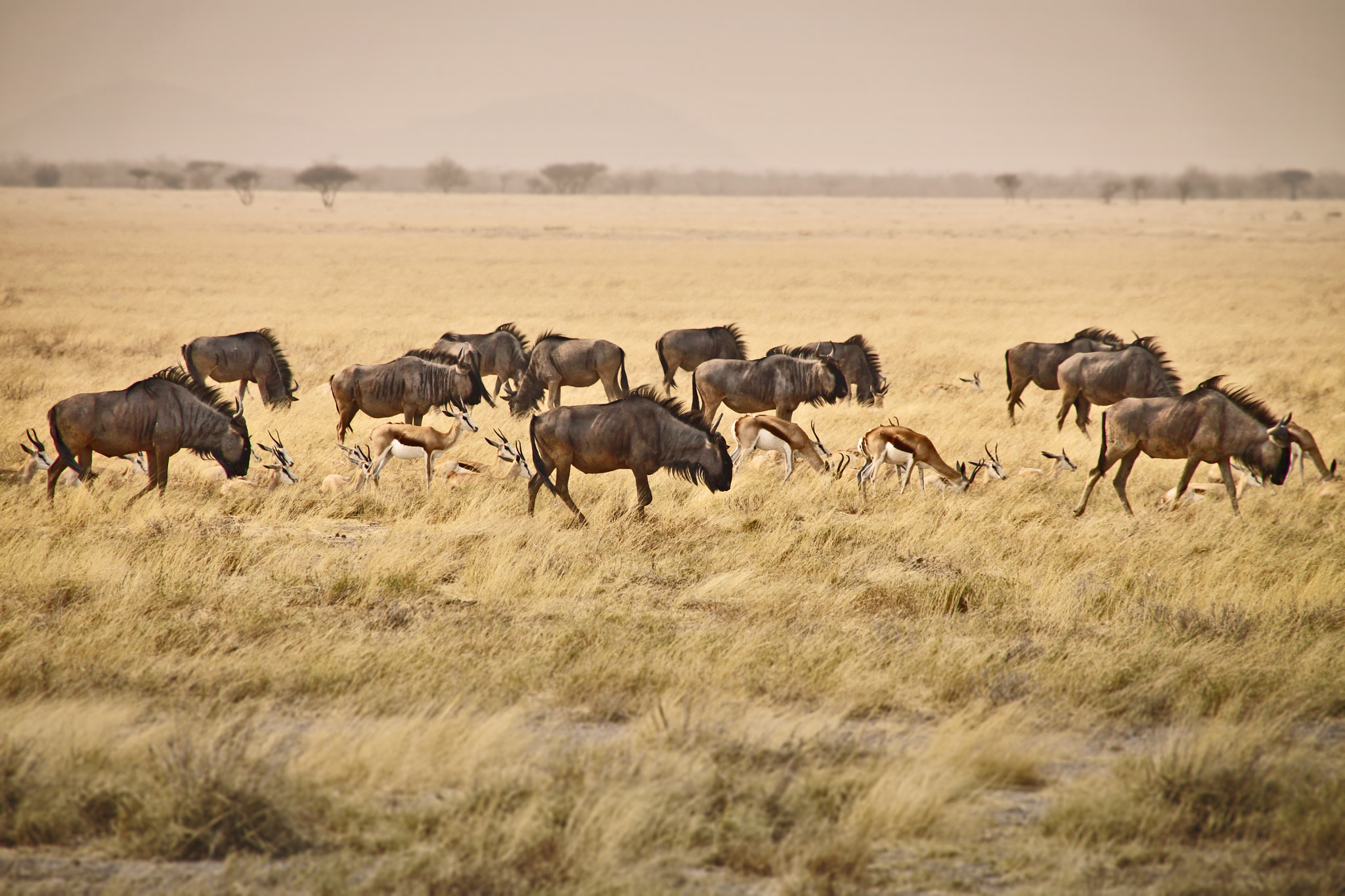 Canon EOS 50D sample photo. In the wild photography