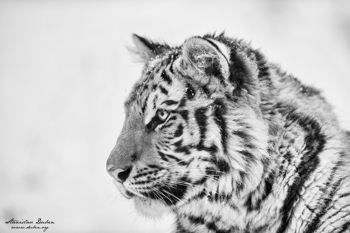 Nikon D3S sample photo. Siberian tiger photography