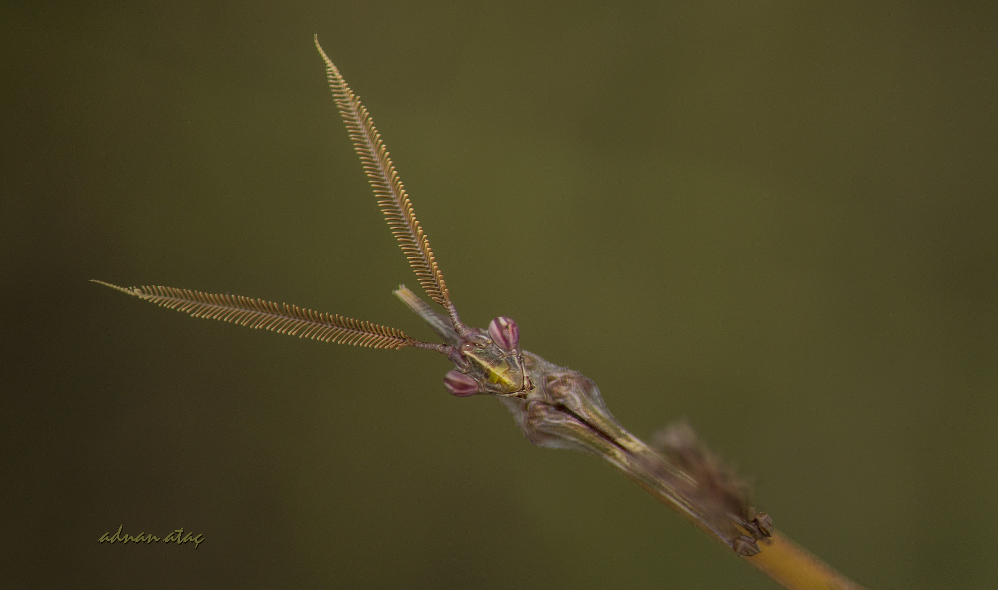 Nikon AF-S Micro-Nikkor 105mm F2.8G IF-ED VR sample photo. Peygamberdevesi - empusa fasciata photography