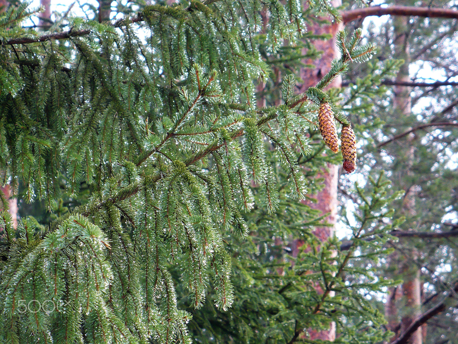 Panasonic DMC-LZ7 sample photo. Pine branch with cones photography