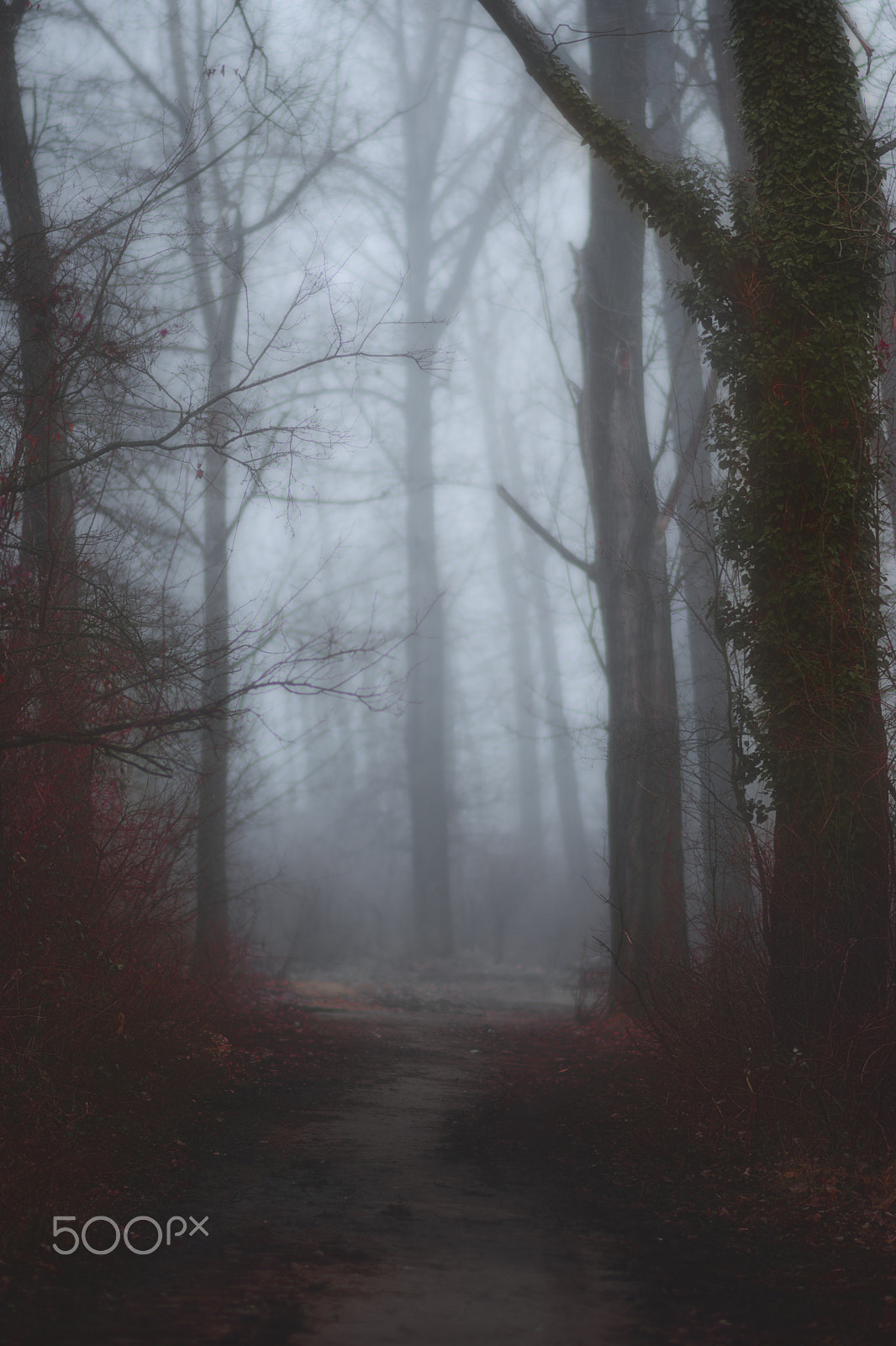 Nikon D7200 sample photo. Morning fog photography