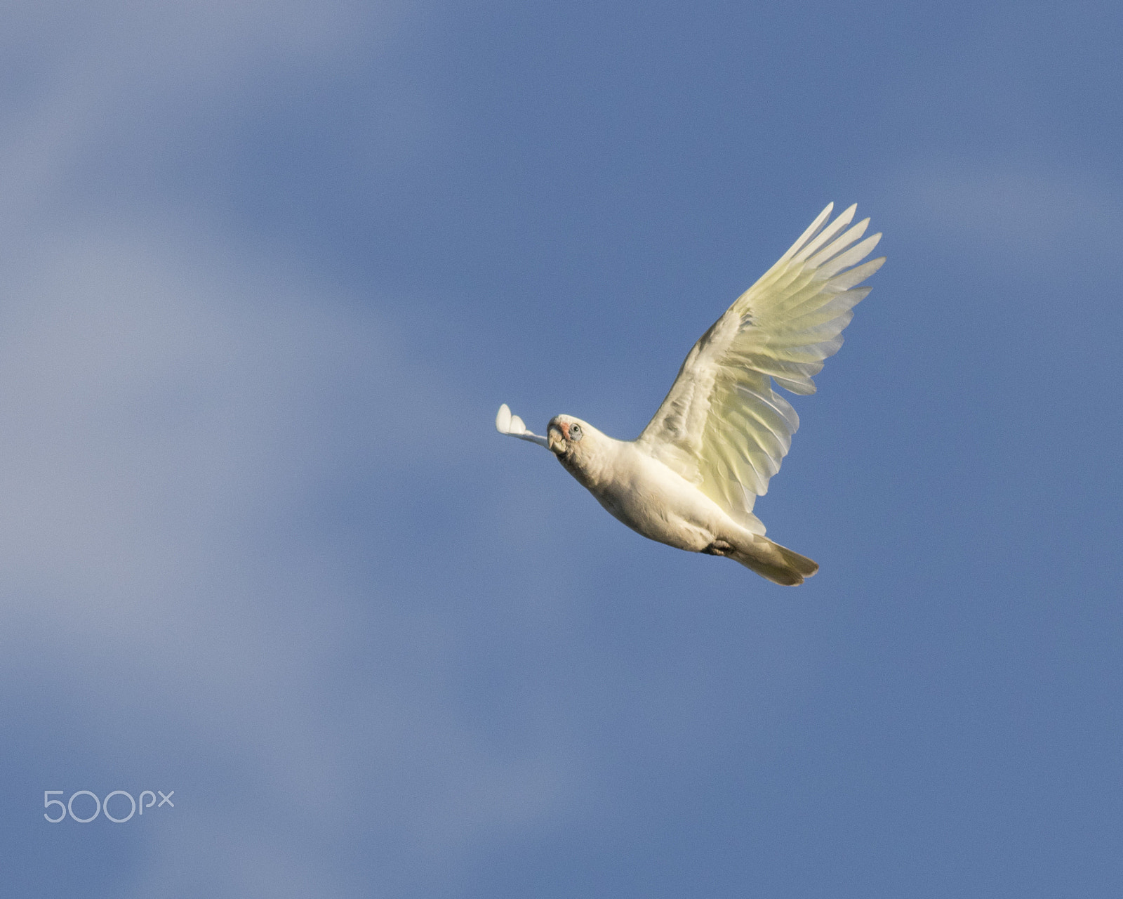 Canon EOS 80D sample photo. Corella in flight photography