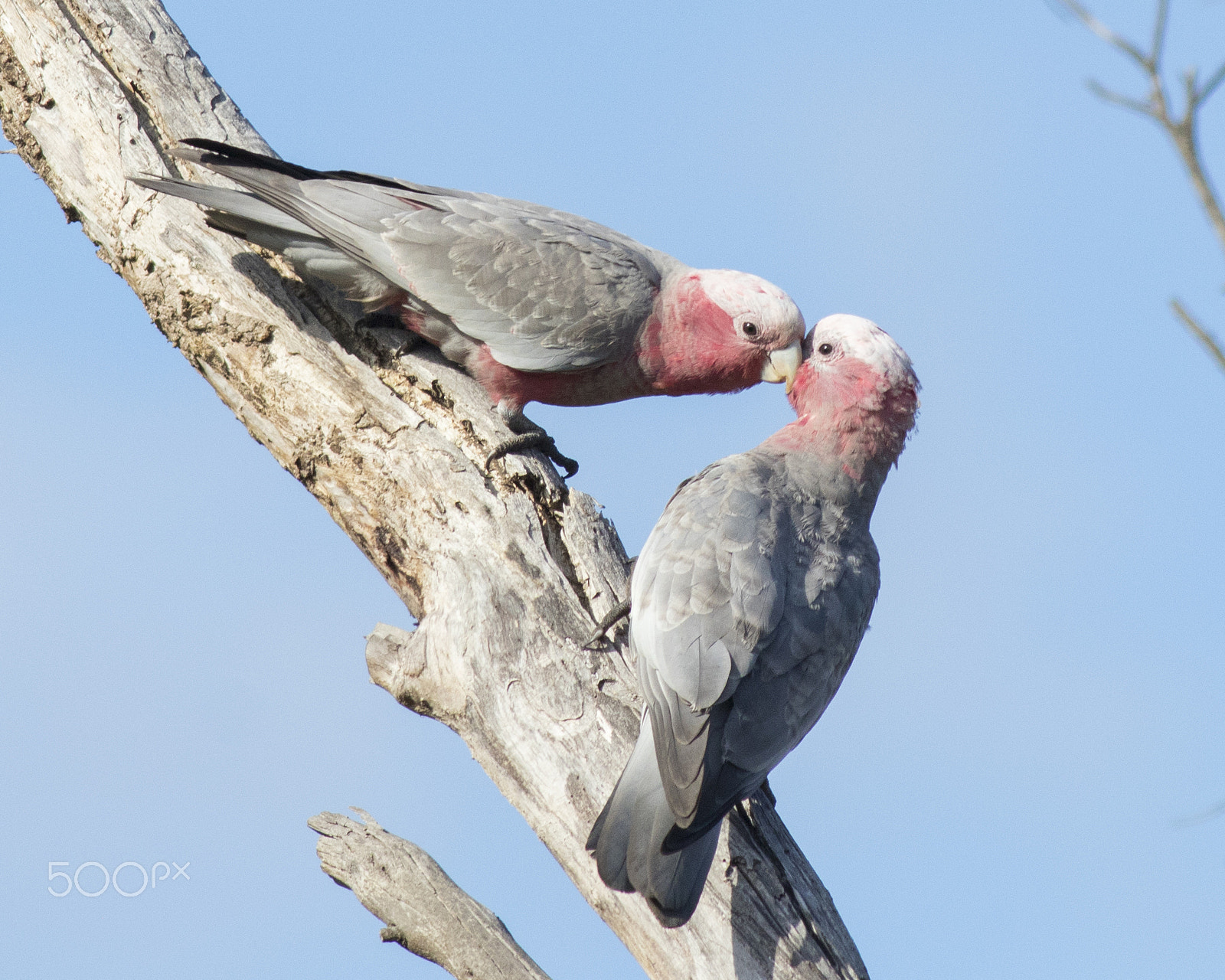 Canon EOS 80D + Canon EF 400mm F5.6L USM sample photo. Lovers photography