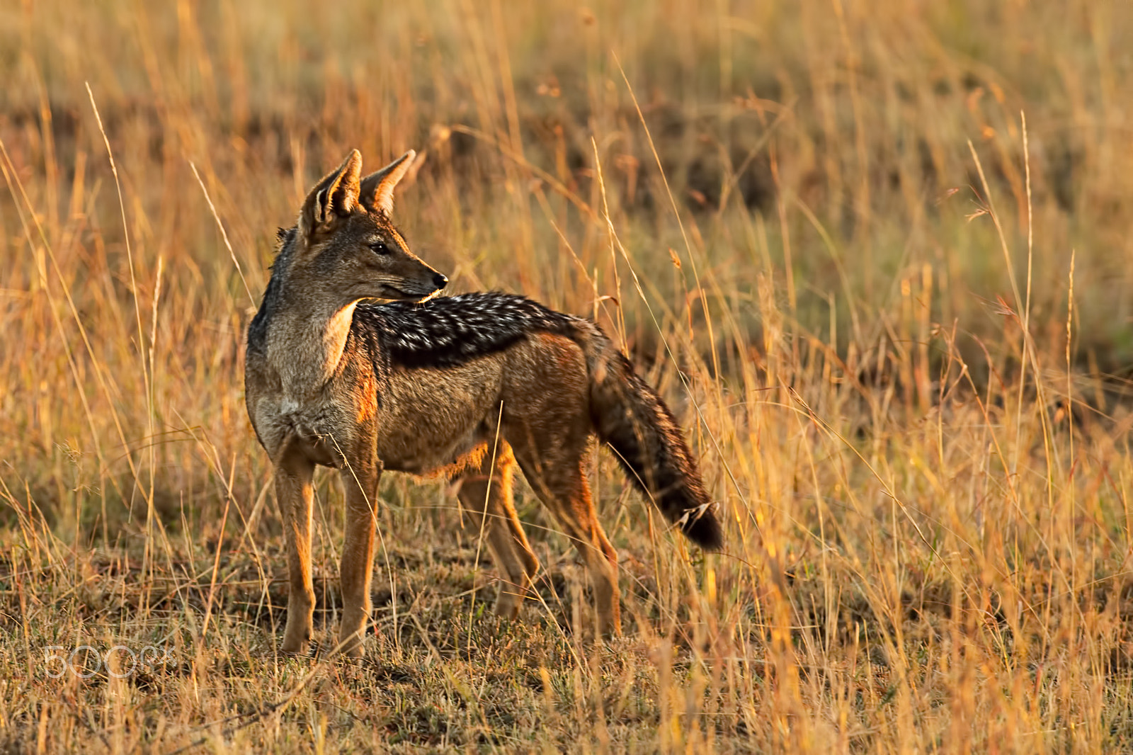 Nikon D5 + Nikon AF-S Nikkor 500mm F4G ED VR sample photo. Jackal at dawn photography