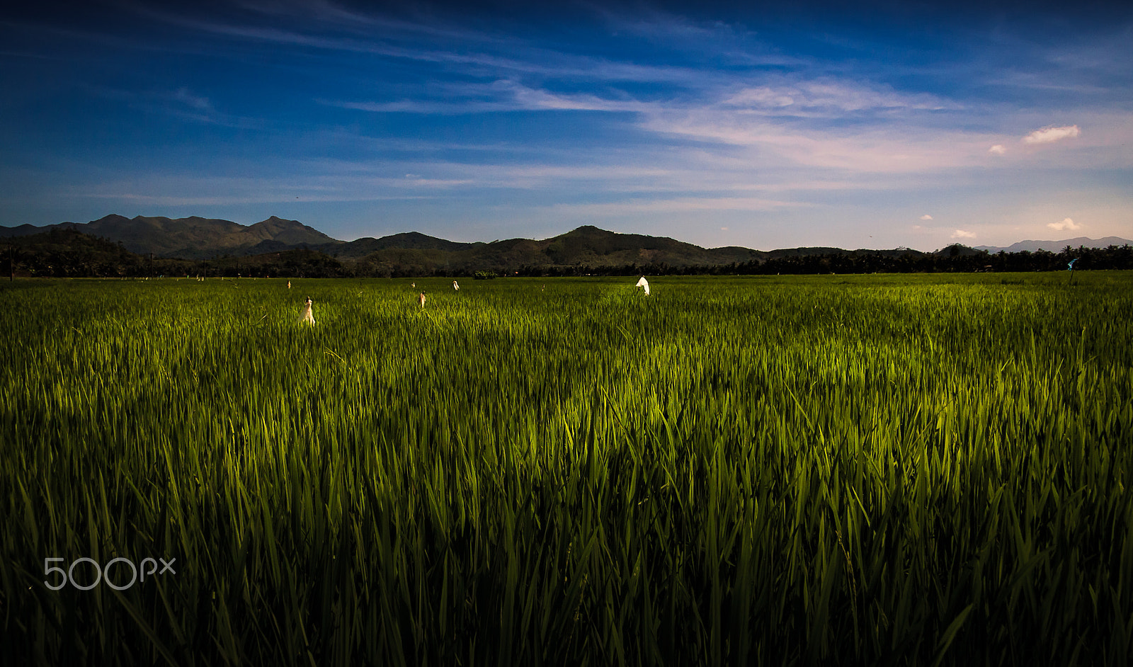 Canon EF-S 17-85mm F4-5.6 IS USM sample photo. Rice field, central viet nam photography