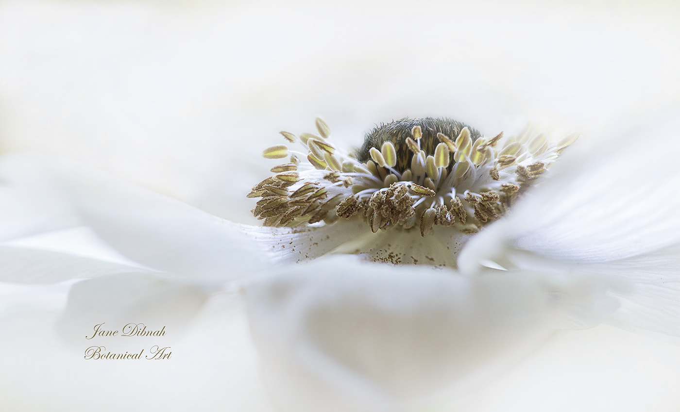 Canon EF 180mm F3.5L Macro USM sample photo. Winter white photography