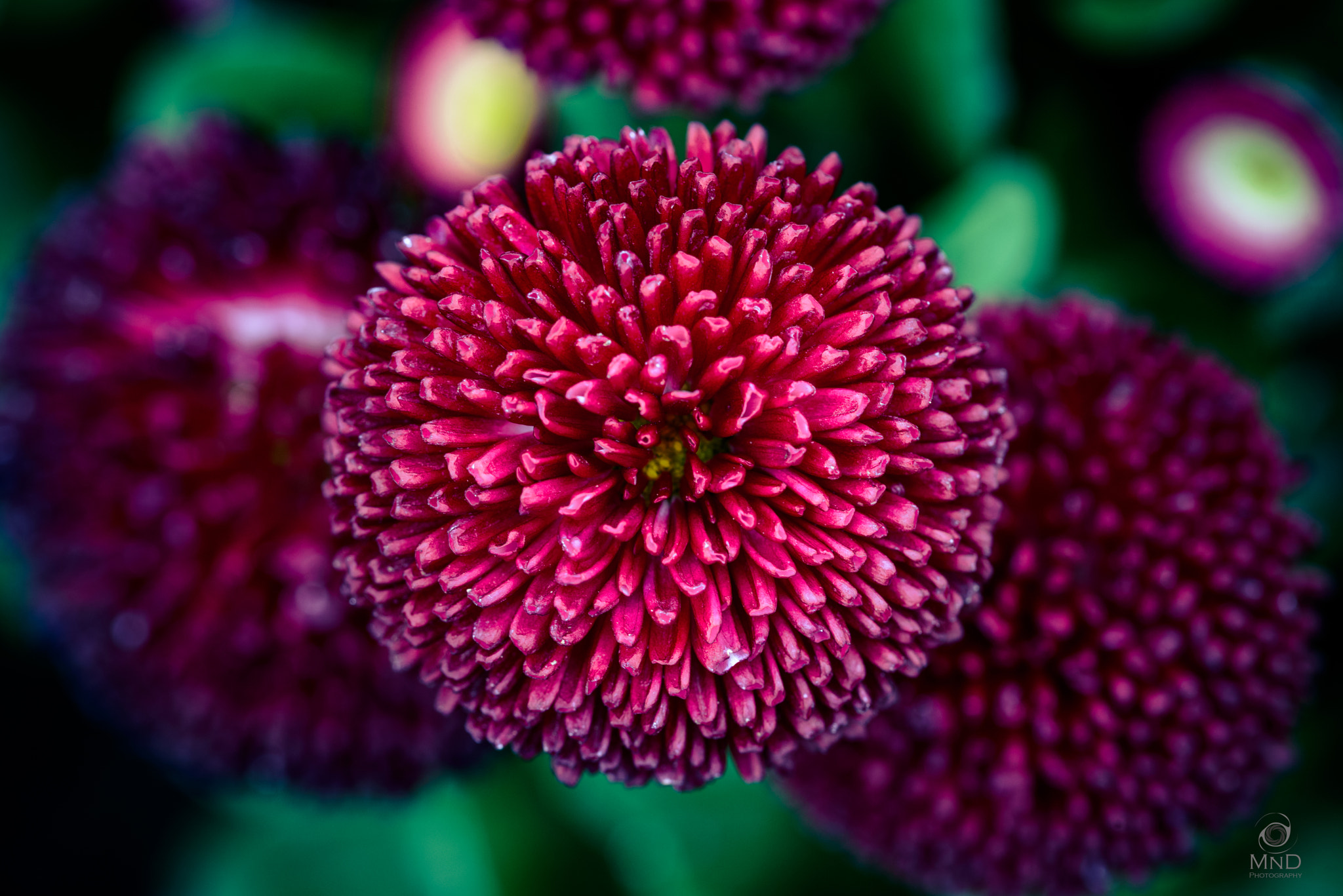Nikon D800 sample photo. Bellis perennis photography