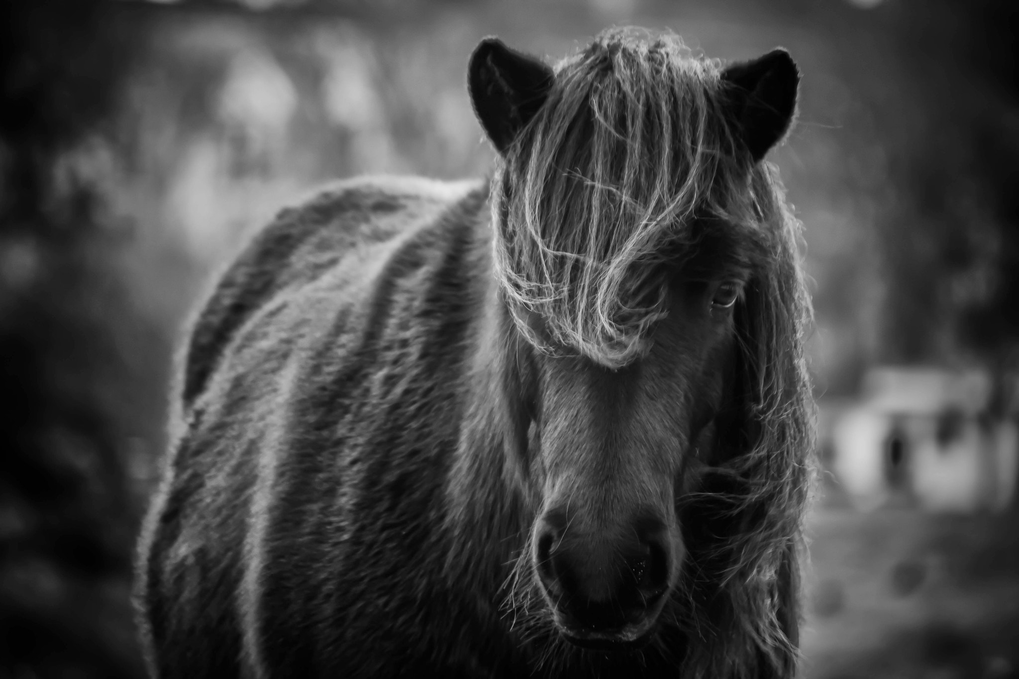 Canon EF-S 55-250mm F4-5.6 IS sample photo. The horse photography