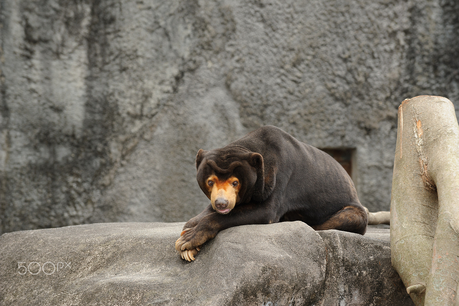 Nikon D3S sample photo. Bored bear photography