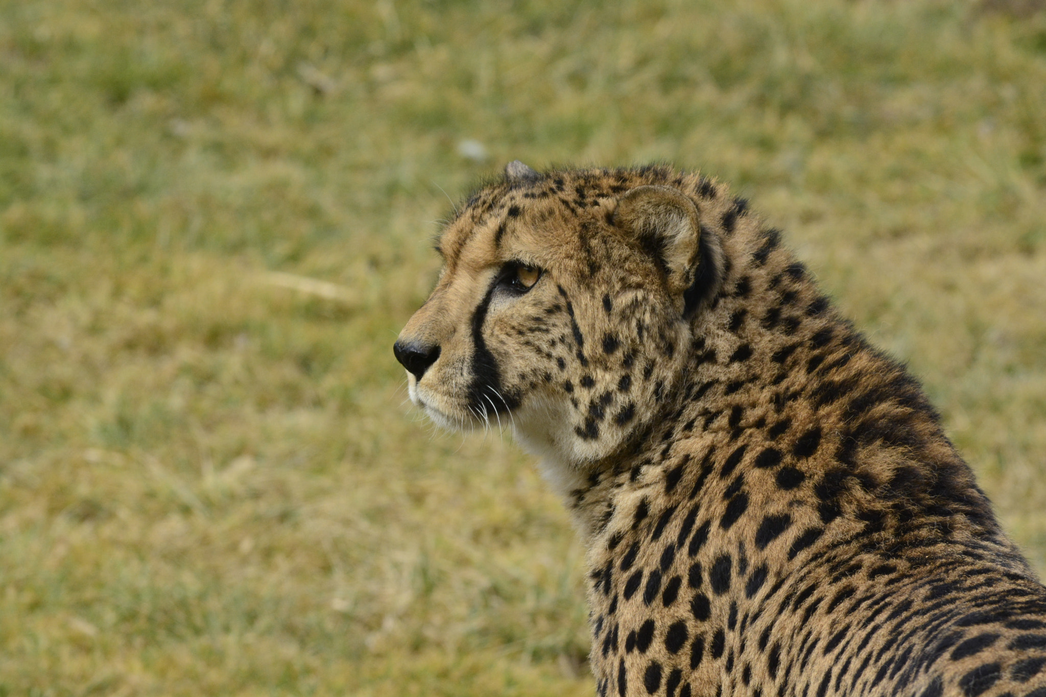 Nikon AF-S Nikkor 70-200mm F4G ED VR sample photo. Tierwelt herberstein photography