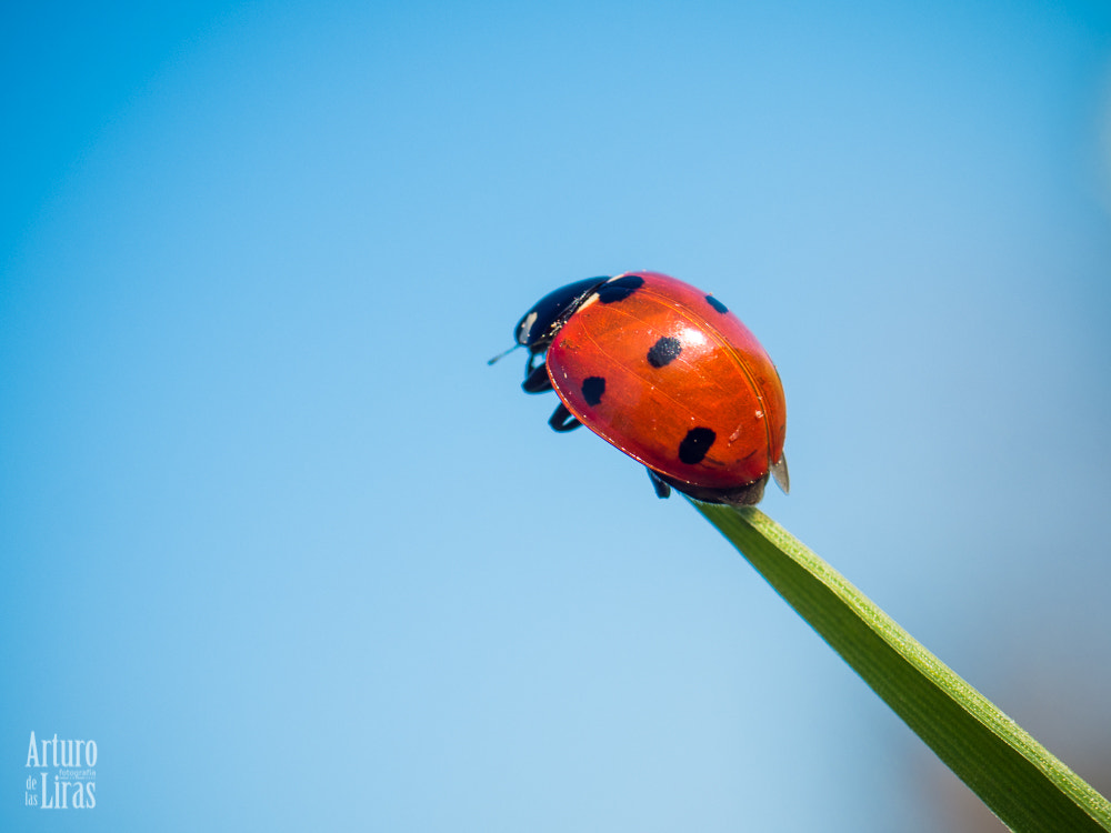 Olympus OM-D E-M1 Mark II + OLYMPUS 50mm Lens sample photo. Ladybug photography
