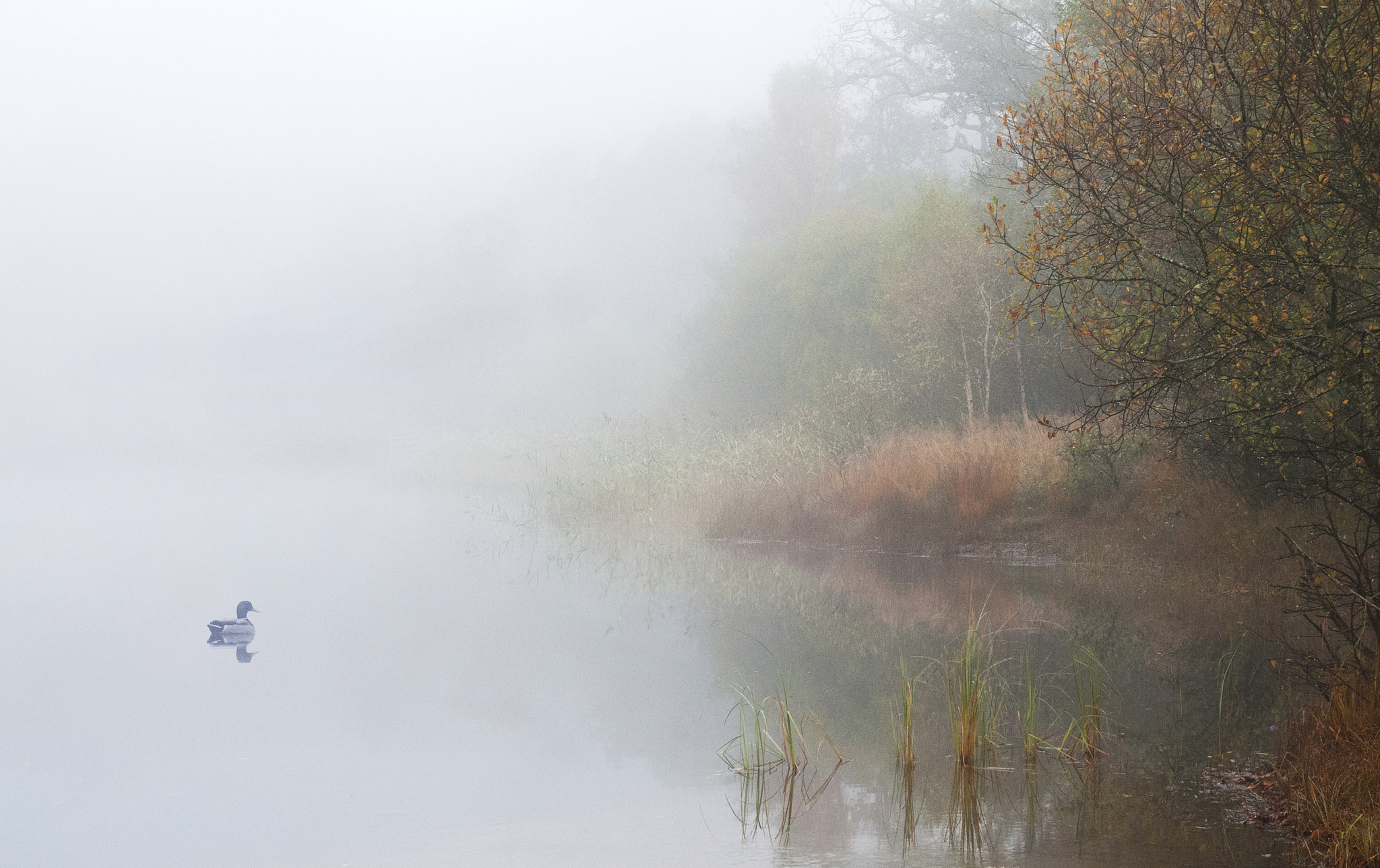 Nikon D300 sample photo. Morning mist at the loch photography