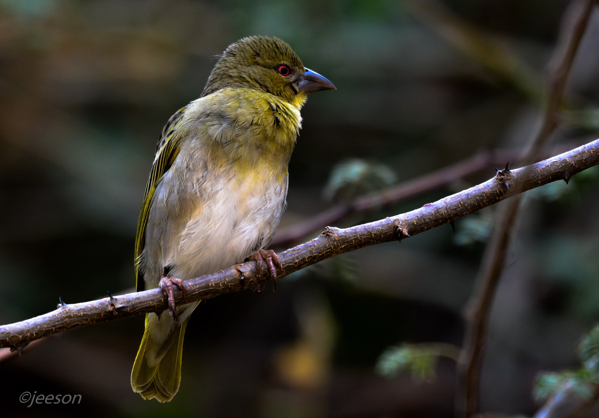 Nikon AF-S Nikkor 200-500mm F5.6E ED VR sample photo