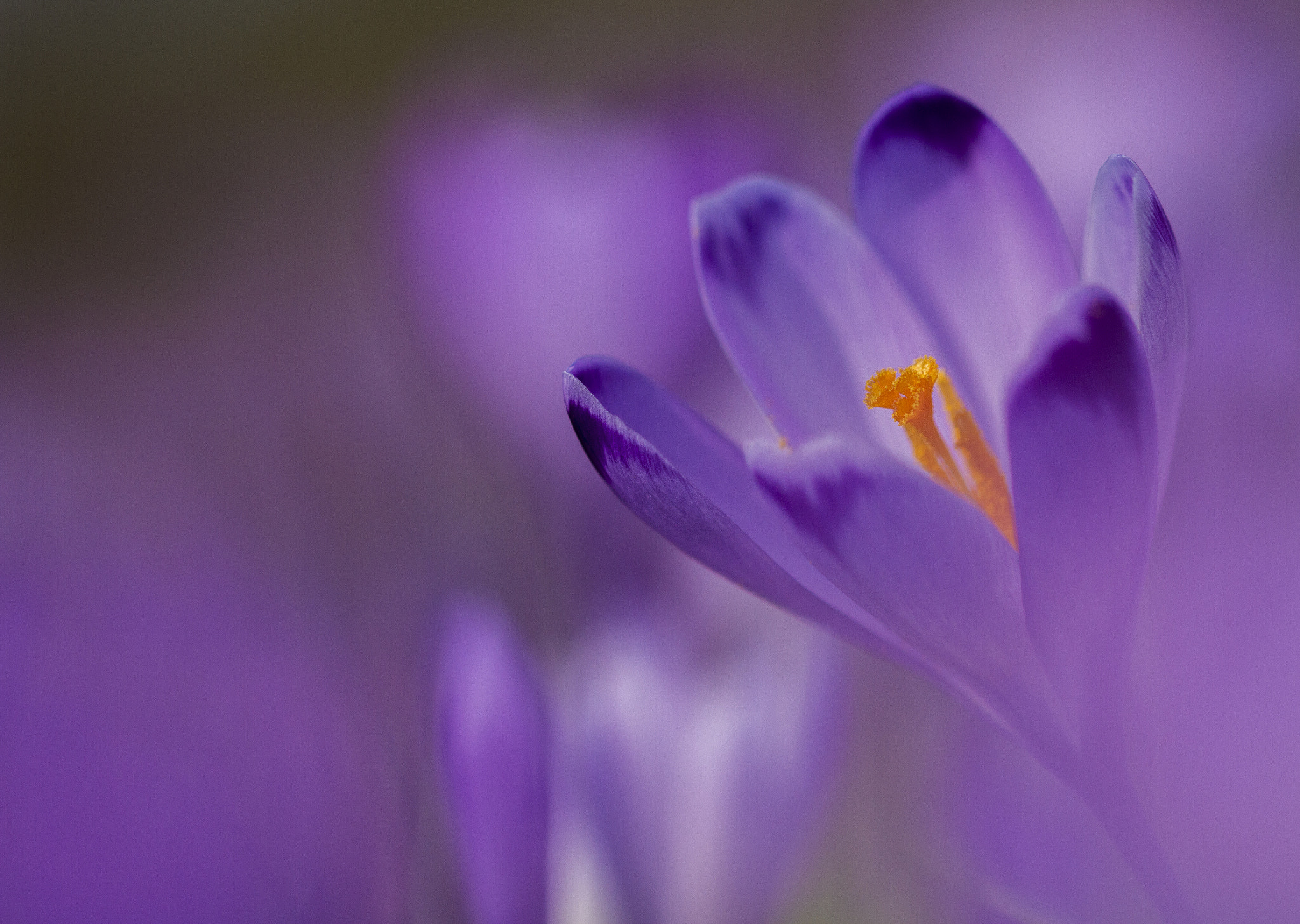 Sigma 105mm F2.8 EX DG OS HSM sample photo. Crocco photography