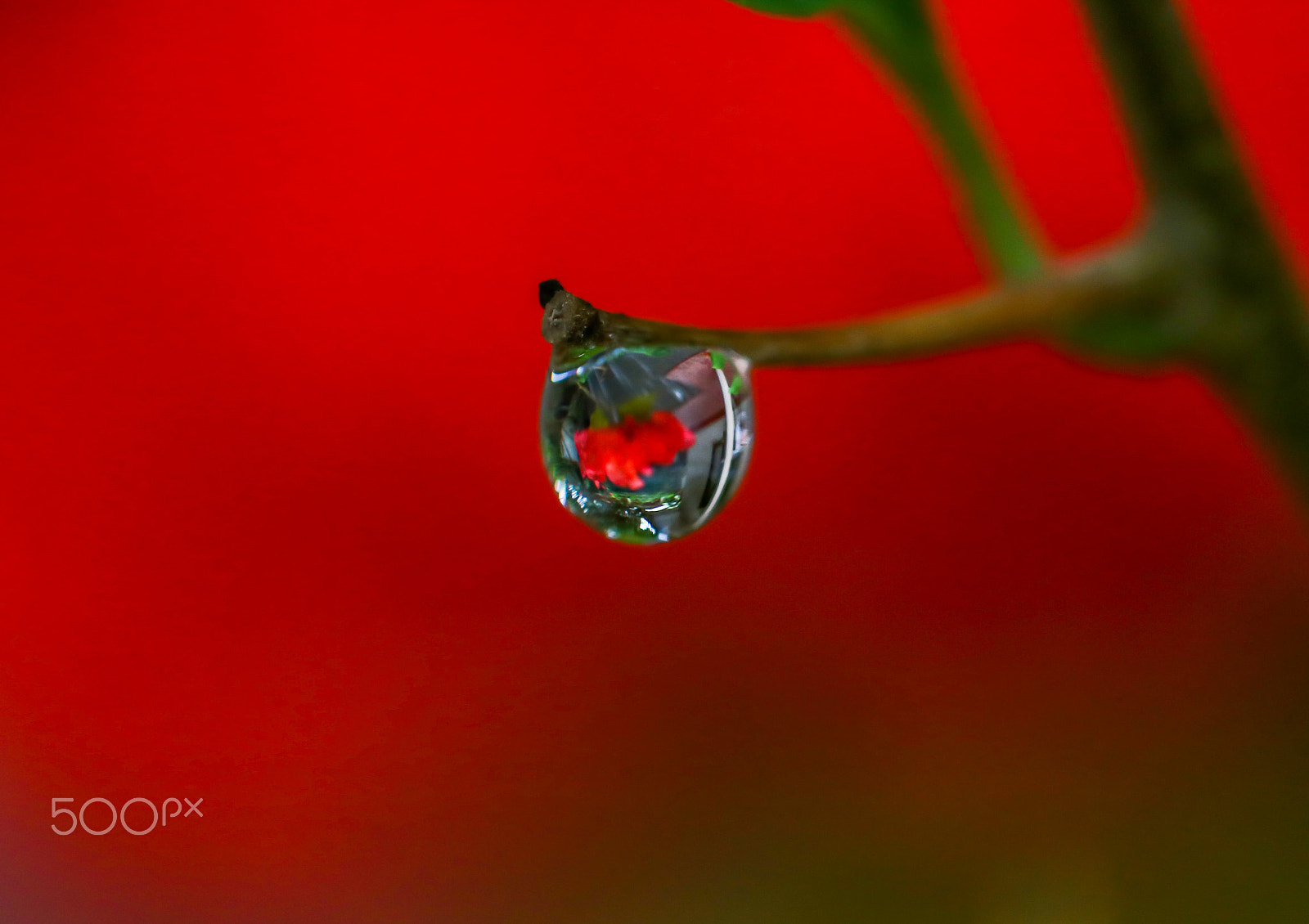 Canon EF 100mm F2.8L Macro IS USM sample photo. Water droplet on the verge of branch photography