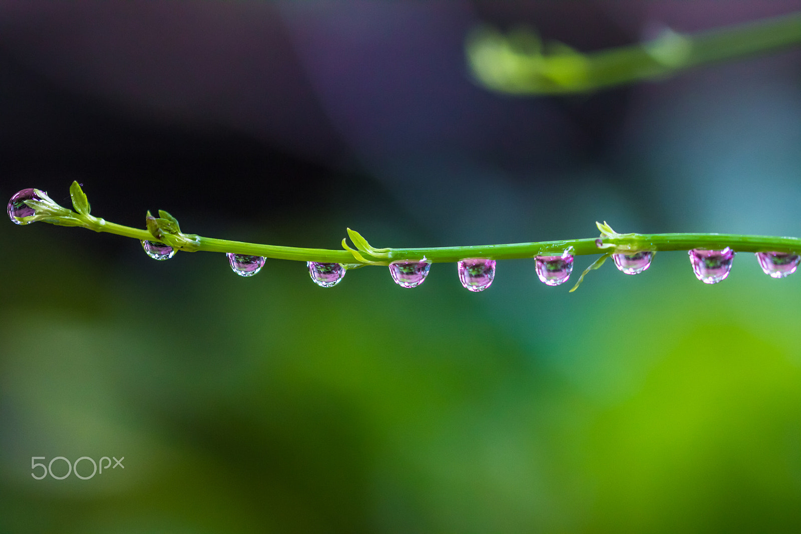 Canon EF 100mm F2.8L Macro IS USM sample photo. Water drops on plant photography