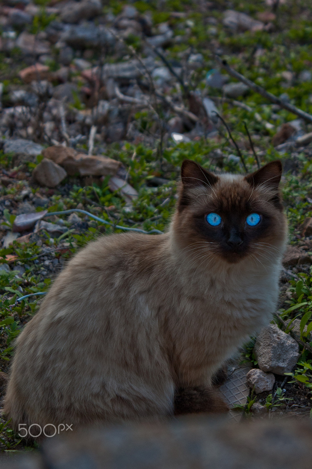 Canon EOS 450D (EOS Rebel XSi / EOS Kiss X2) sample photo. Don chat. photography
