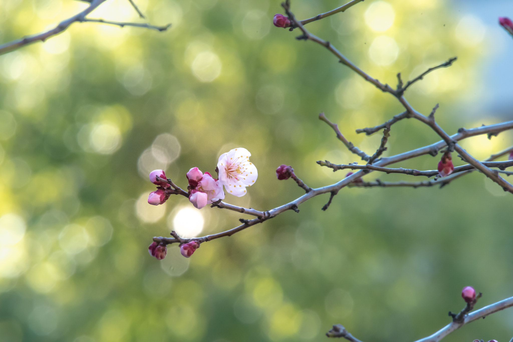 Nikon Nikkor AF-S 300mm F4E PF ED VR sample photo. Plum blossom photography