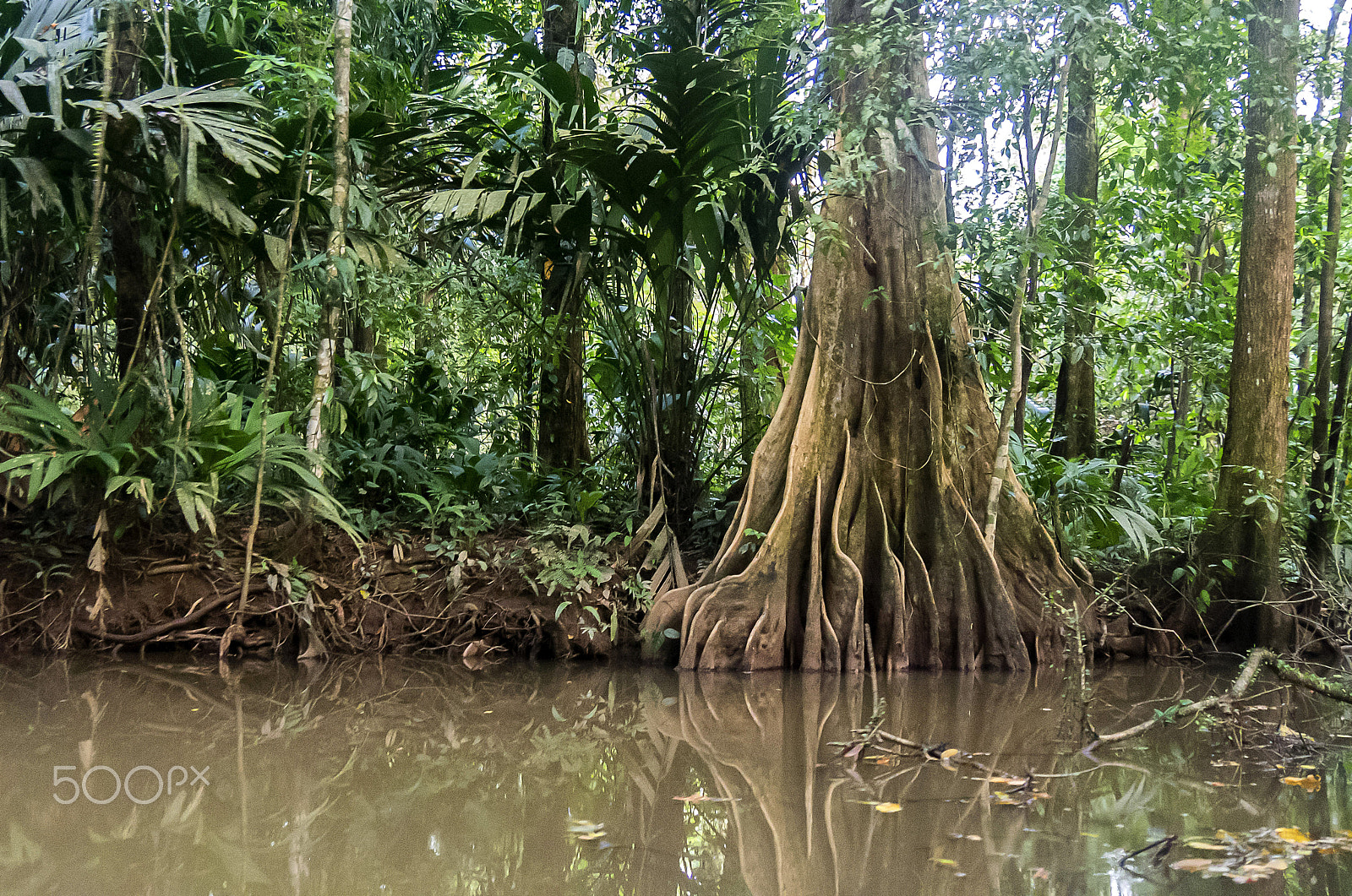 Panasonic Lumix DMC-GX7 sample photo. Manglar photography